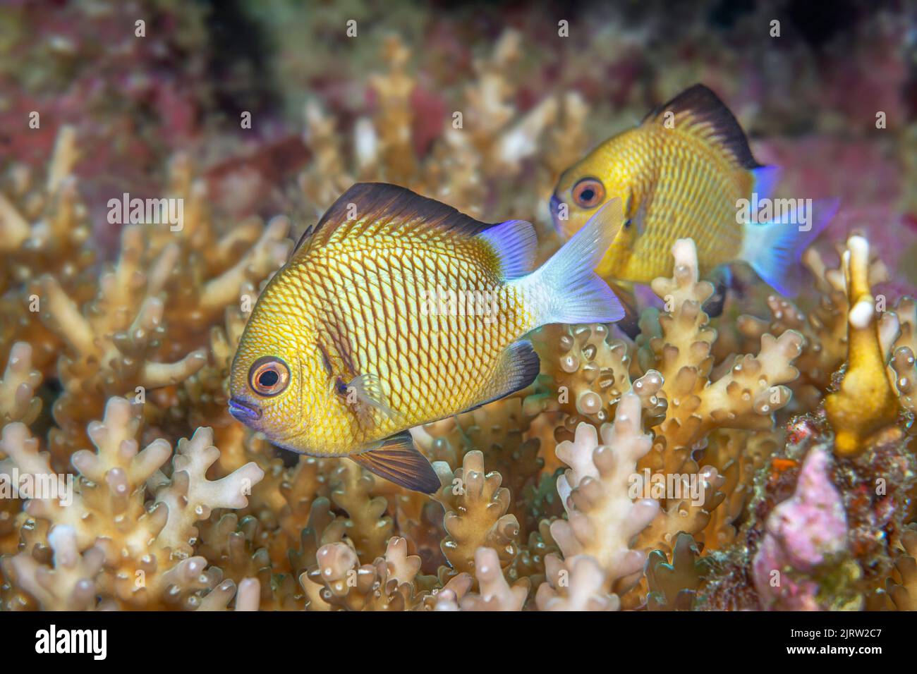 Ein verdammter Pfeil in und aus einem harten Korallenriff zum Schutz auf einem Riff in Fidschi. Stockfoto