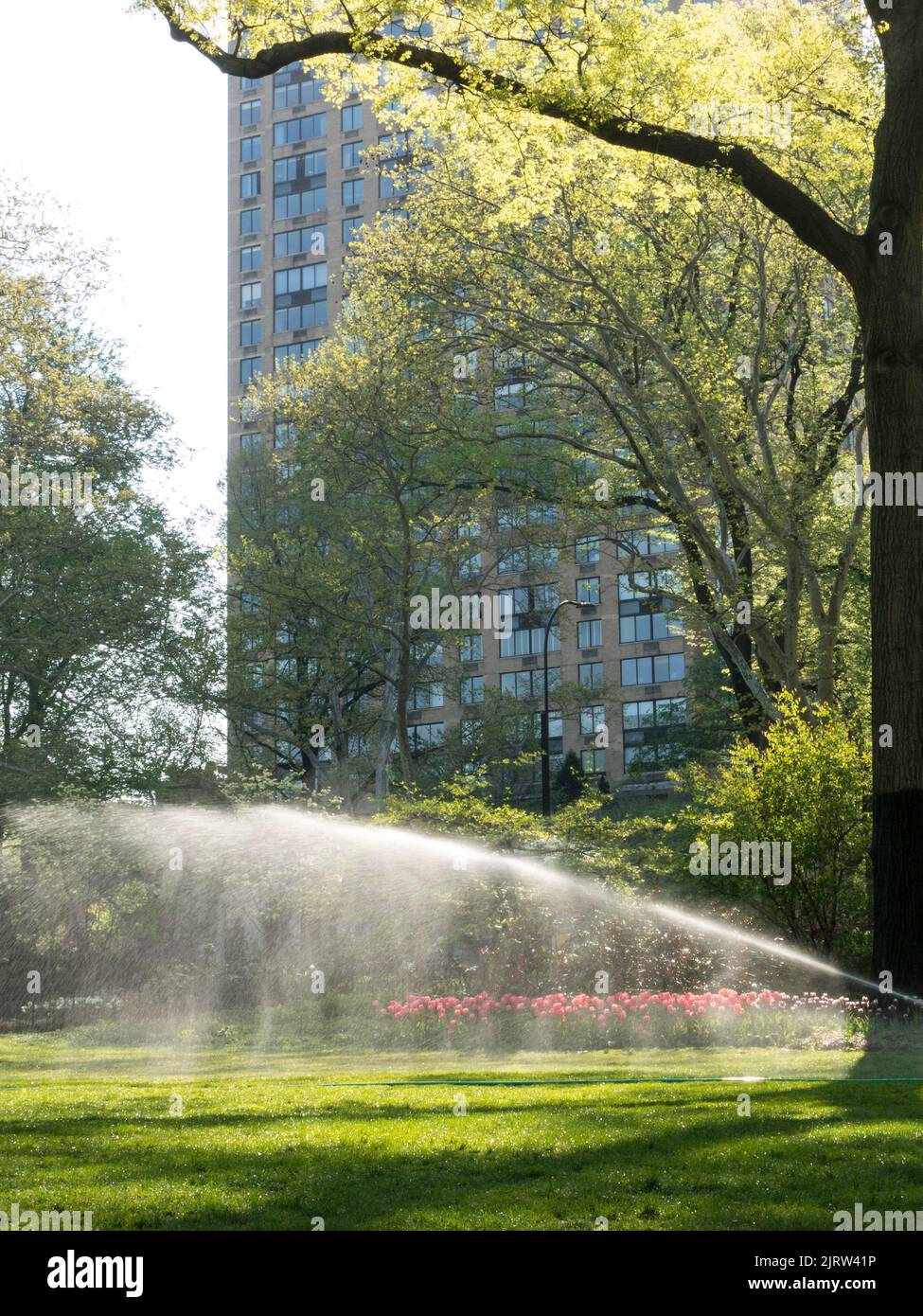 Regner-Bewässerung Rasen im Central Park, New York, USA Stockfoto