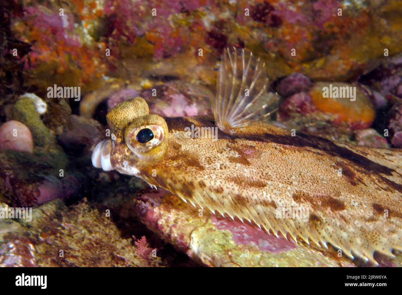 Nachts ruht eine Flunder in einem Riffvorsprung, so dass ich nahe genug kommen kann, um die ungewöhnliche Gesichtsstruktur einzufangen. Stockfoto