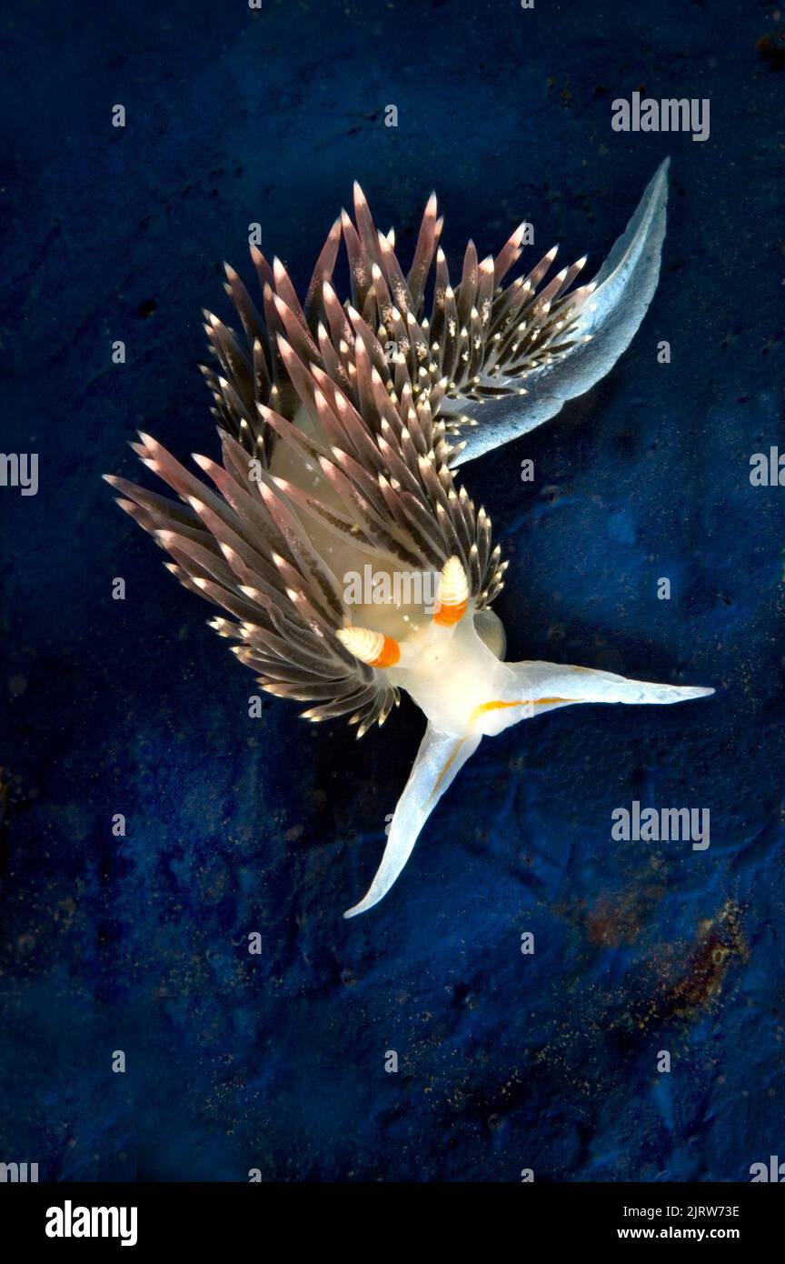 Auf den kalifornischen Kanalinseln krabbelt ein streitbarer Aeolid-Nudibranch über einen blauen Schwamm Stockfoto