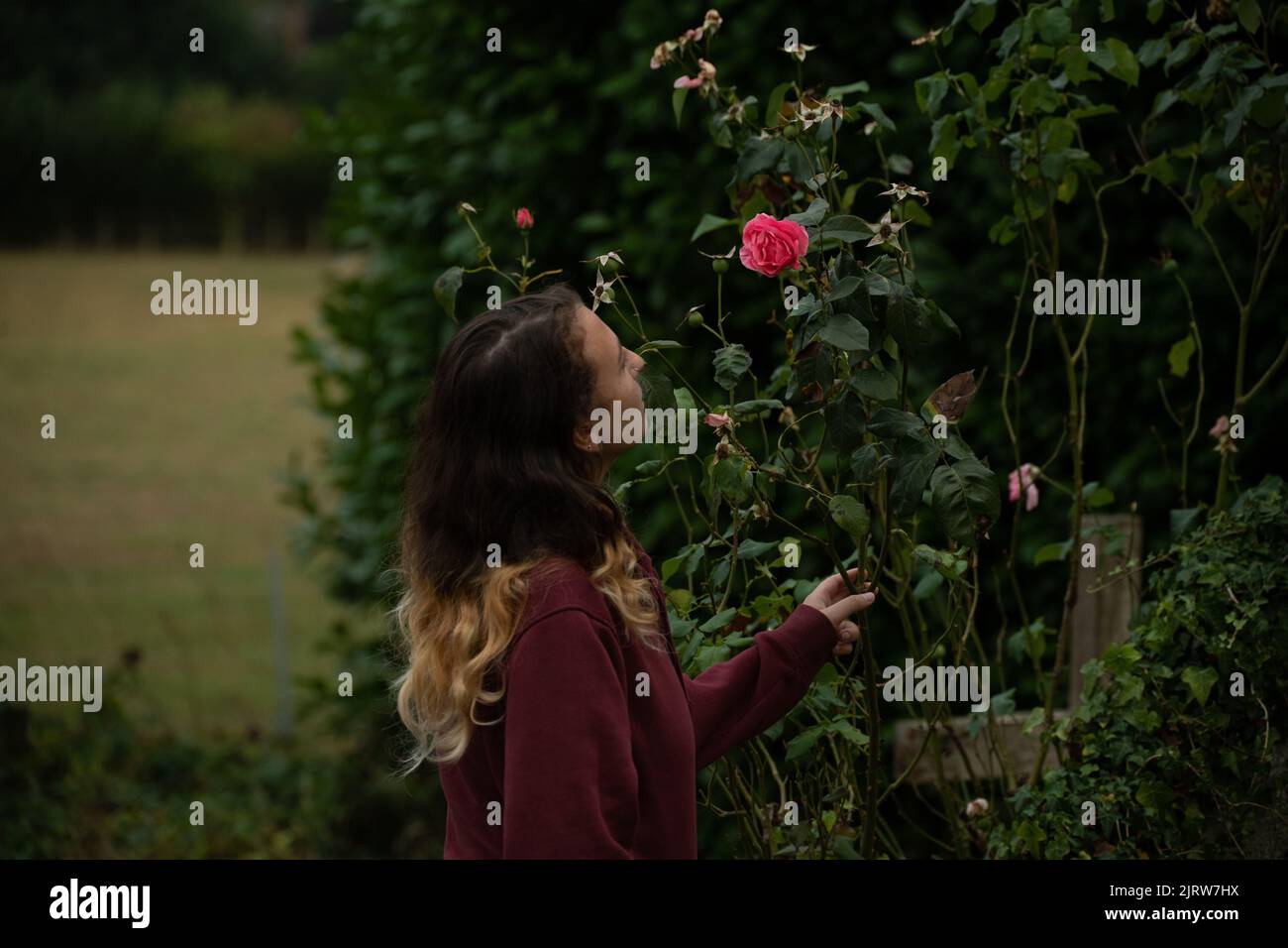 Wwomen riechen wild Rose Stockfoto