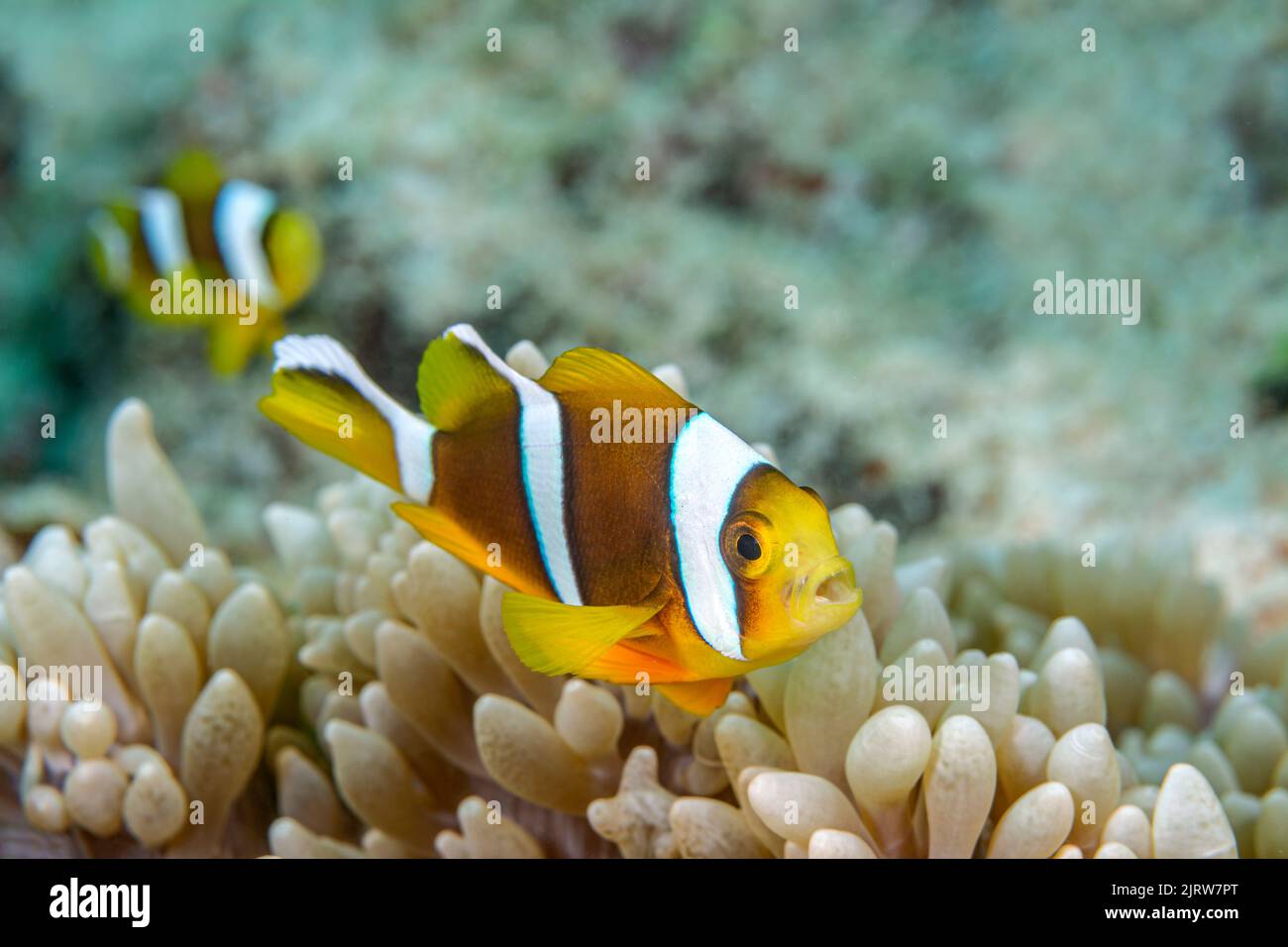 Ein kleiner, gelber tropischer Clownfisch in Fidschi schwimmt innerhalb der schützenden Tentakeln einer Wirtsanemone, wobei sein Kumpel dahinter folgt Stockfoto