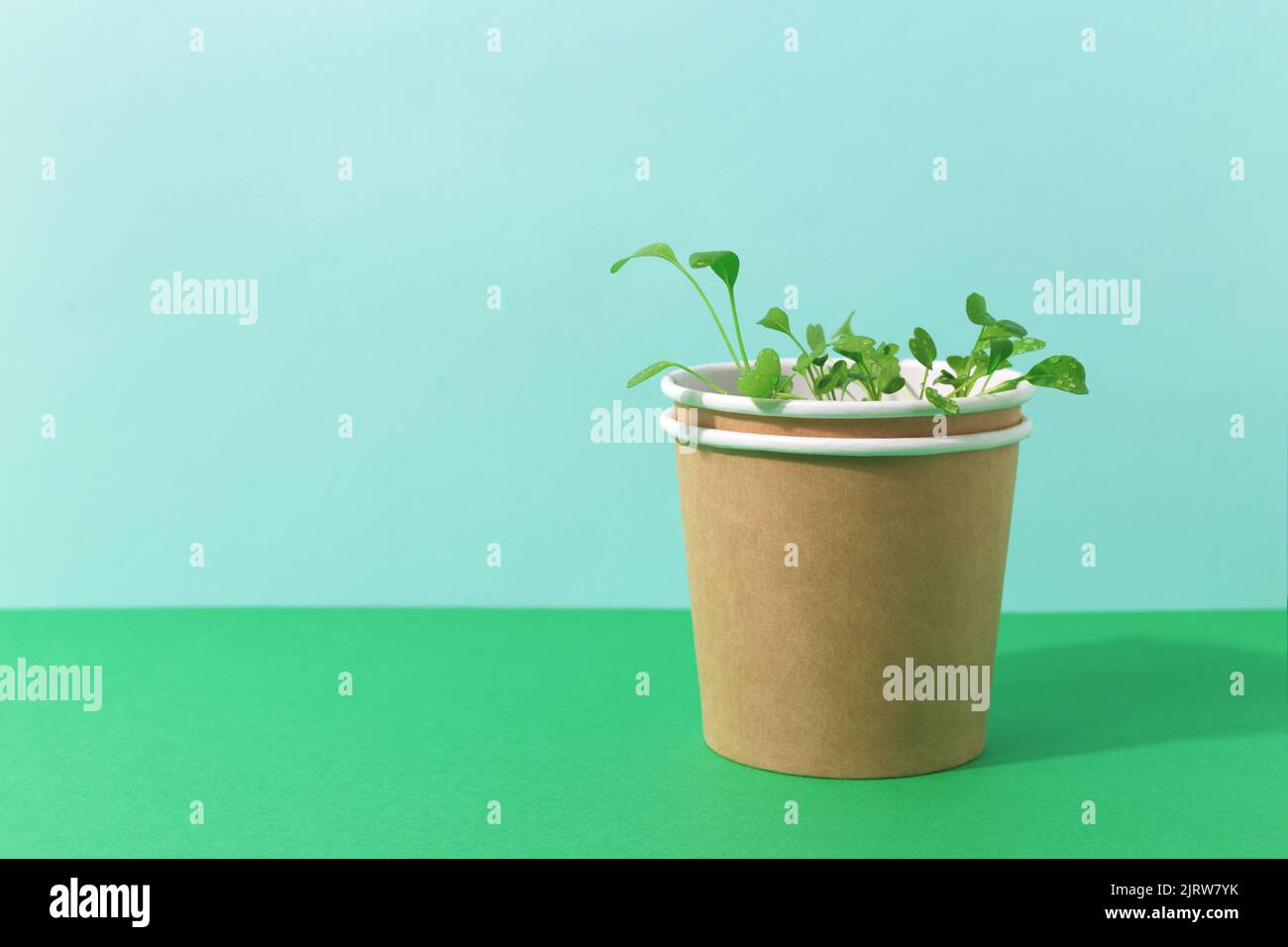 Grüne Rucola-Sämlinge, die in Papiertopf wachsen. Zweifarbiger blauer und grüner Hintergrund mit Kopierbereich. Gärtnern oder Anbau von Lebensmitteln Konzept, Studio Schuss. Stockfoto