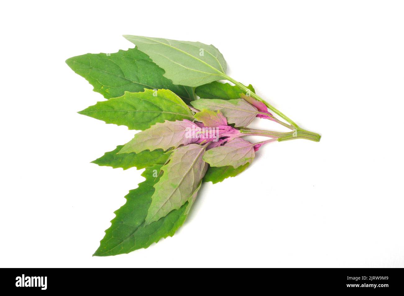 Atriplex hortensis, Chenopod auf weißem Hintergrund Stockfoto