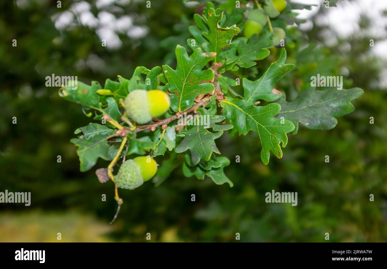 Eichenbaum (Quercus robur) Blätter und Eicheln Stockfoto