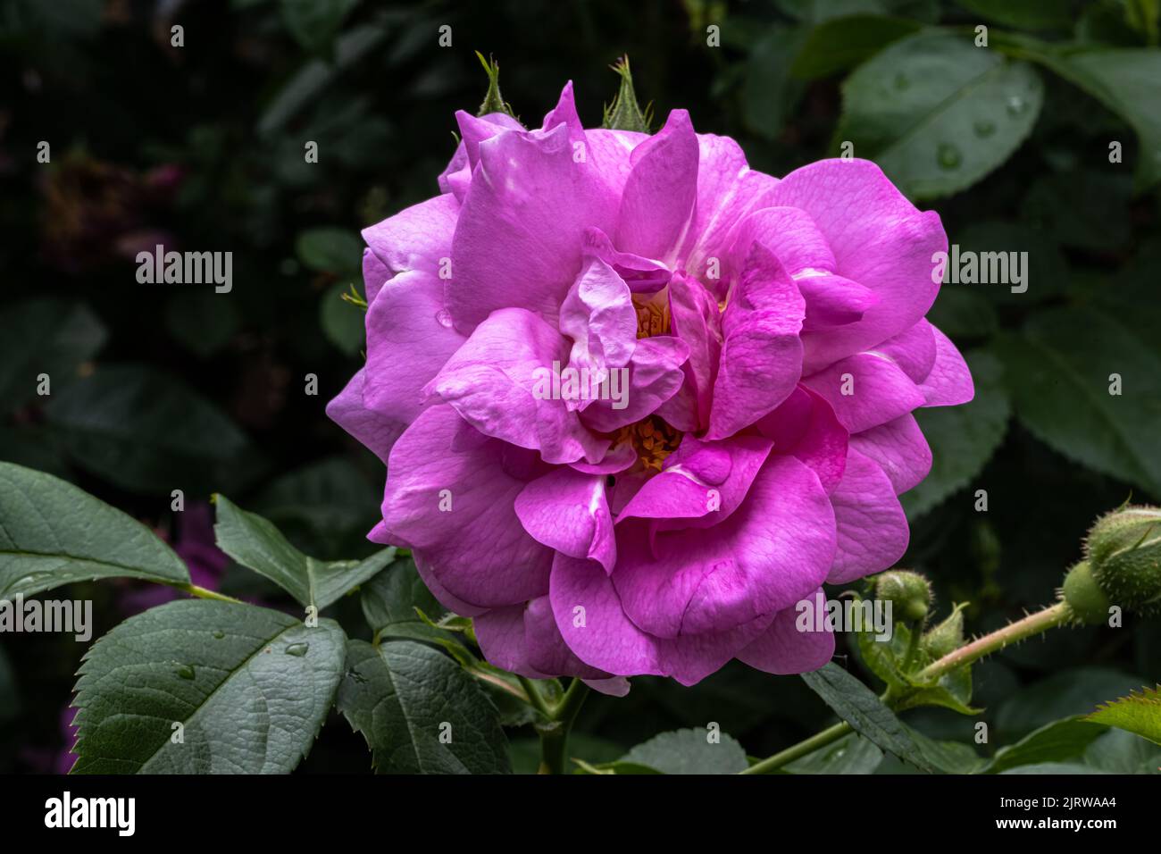 Blumen der ‘Cape Diamond’ Strauchrose Stockfoto