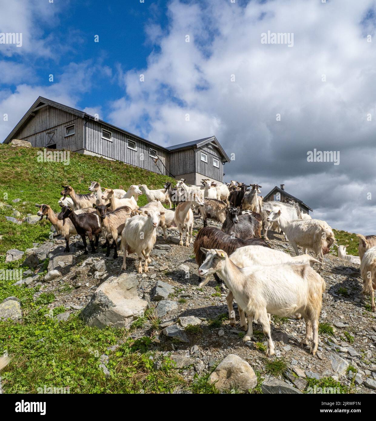 Ziegenfarm, der Ziegenmilch für Milchprodukte in Mittelnorwegen herstellt Stockfoto