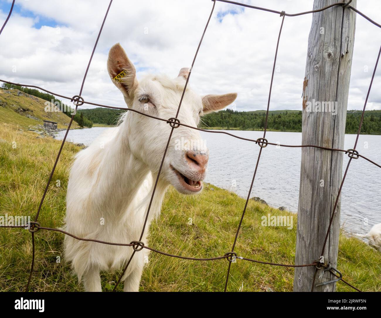 Weiße Hausziege in einer Ziegenfarm in Mittelnorwegen Stockfoto
