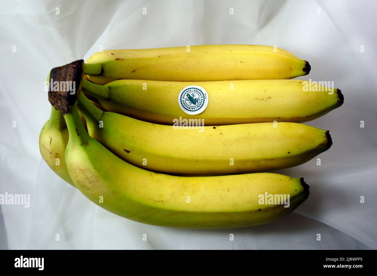 Ein Haufen ungeschälter gelber reifer Bananen. Studio eingerichtet Stockfoto