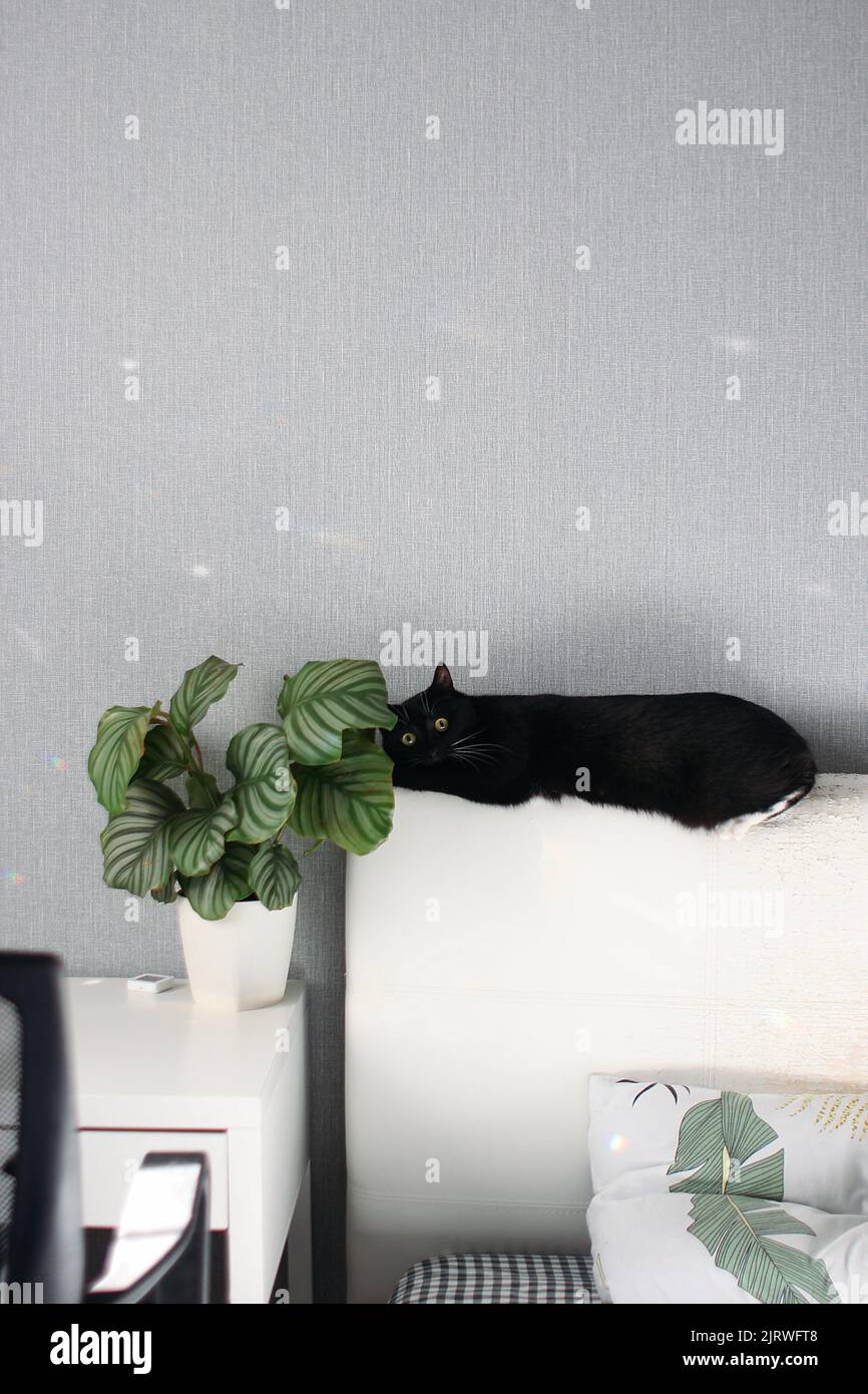 Schwarz-weiße Katze versteckt sich auf dem Kopfbett Stockfoto