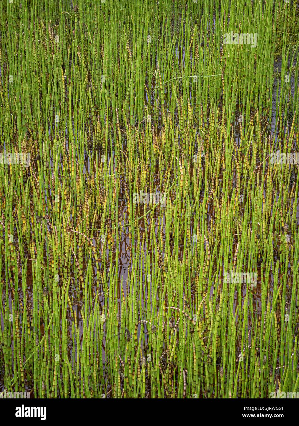 Dichtes Wachstum von Horsetail Equisetum in den Untiefen eines kleinen Sees im Jotunheimen-Nationalpark in Norwegen Stockfoto