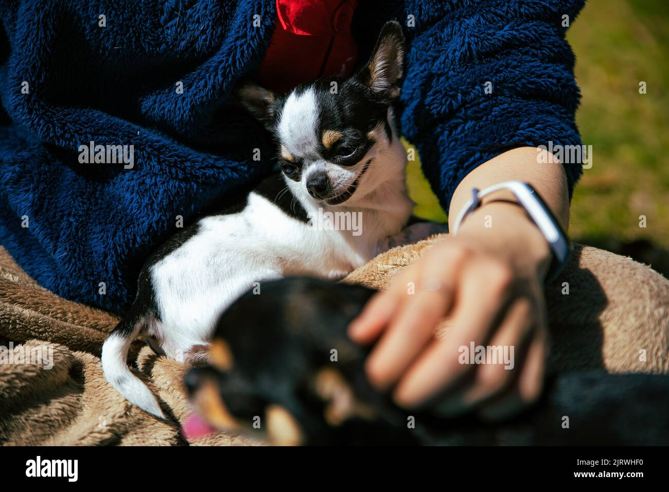 Nahaufnahme eines chihuahua, der in einem Schoß einer Person im Park sitzt Stockfoto