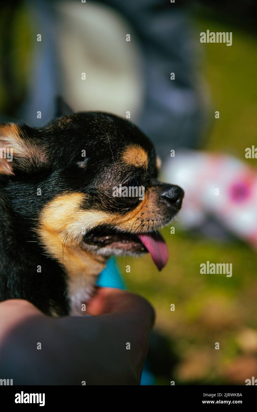 Ein Nahaufnahme-vertikales Bild eines Chihuahua, der von einer Person gestreichelt wird Stockfoto