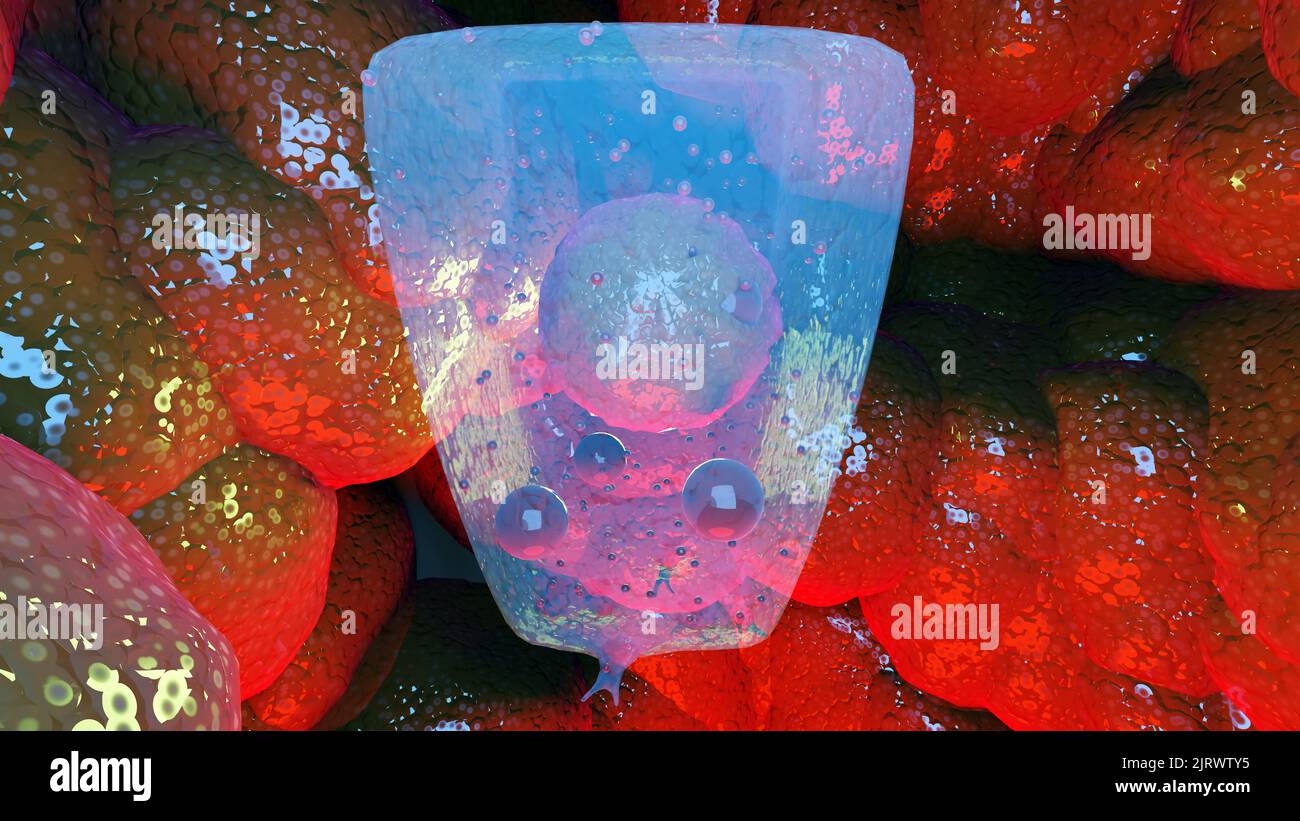 Nahaufnahme der Schilddrüsenfollikelstruktur mit follikulären Zellen, C-Zellen und Bindegewebe. Graafian Follikel. Bild zeigt Antrum, Follikelzellen, sek Stockfoto