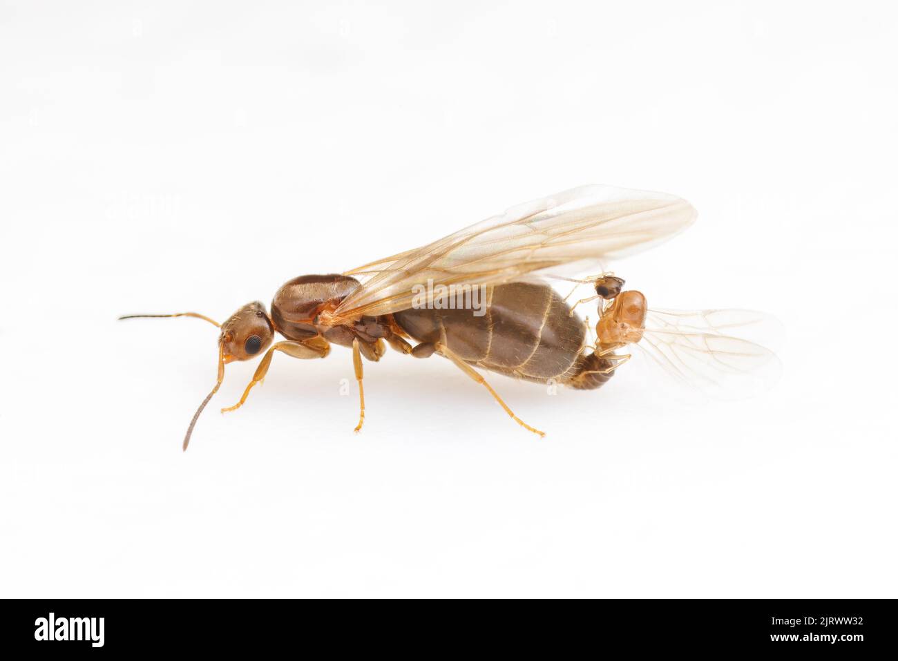 Ein Männchen der Dark Rover Ant (Brachymyrmex patagonicus) paart sich während eines Hochzeitsfluges mit einer alaten Königin, isoliert auf weißem Hintergrund. Stockfoto