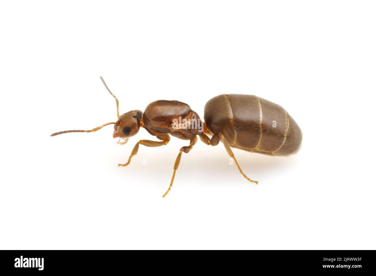 Eine flügelfreie Dark Rover Ameise (Brachymyrmex patagonicus) entlässt sich während eines Hochzeitsfluges, isoliert auf weißem Hintergrund, als Königin. Stockfoto