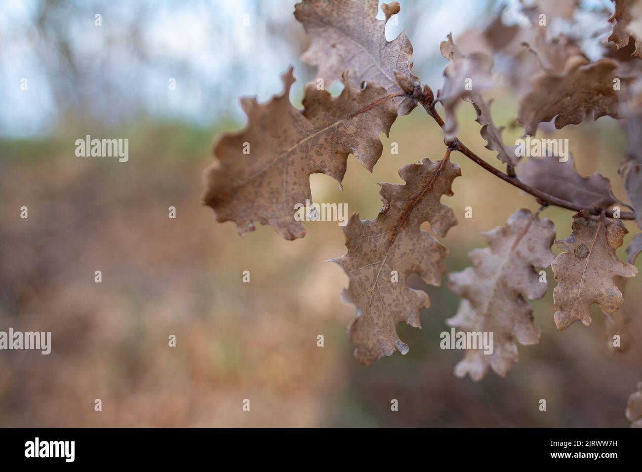 Die braune Eiche (Quercus) lässt sich im Spätherbst verfärben Stockfoto
