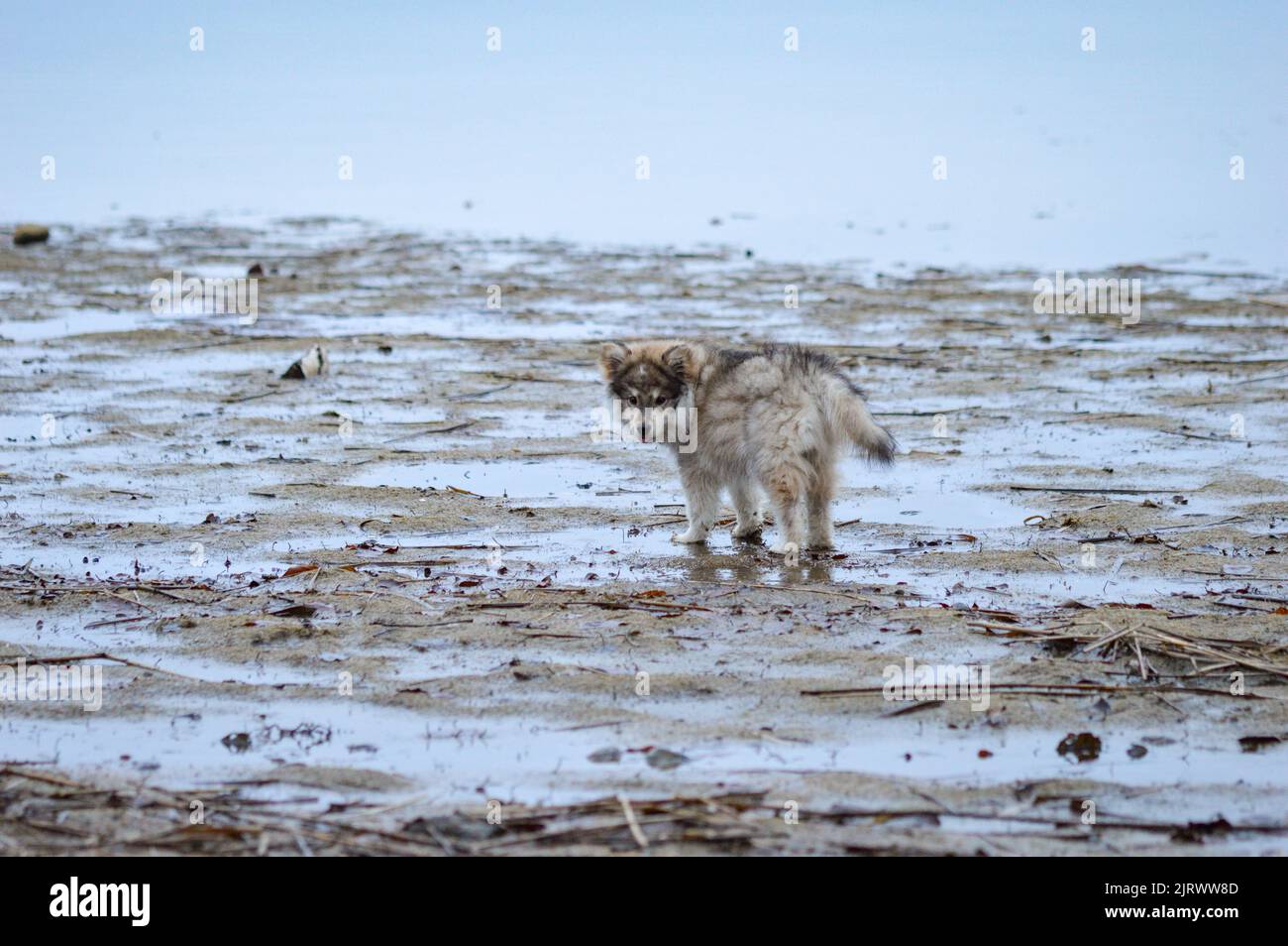 Porträt eines jungen finnischen Lapphund-Welpen am Strand Stockfoto