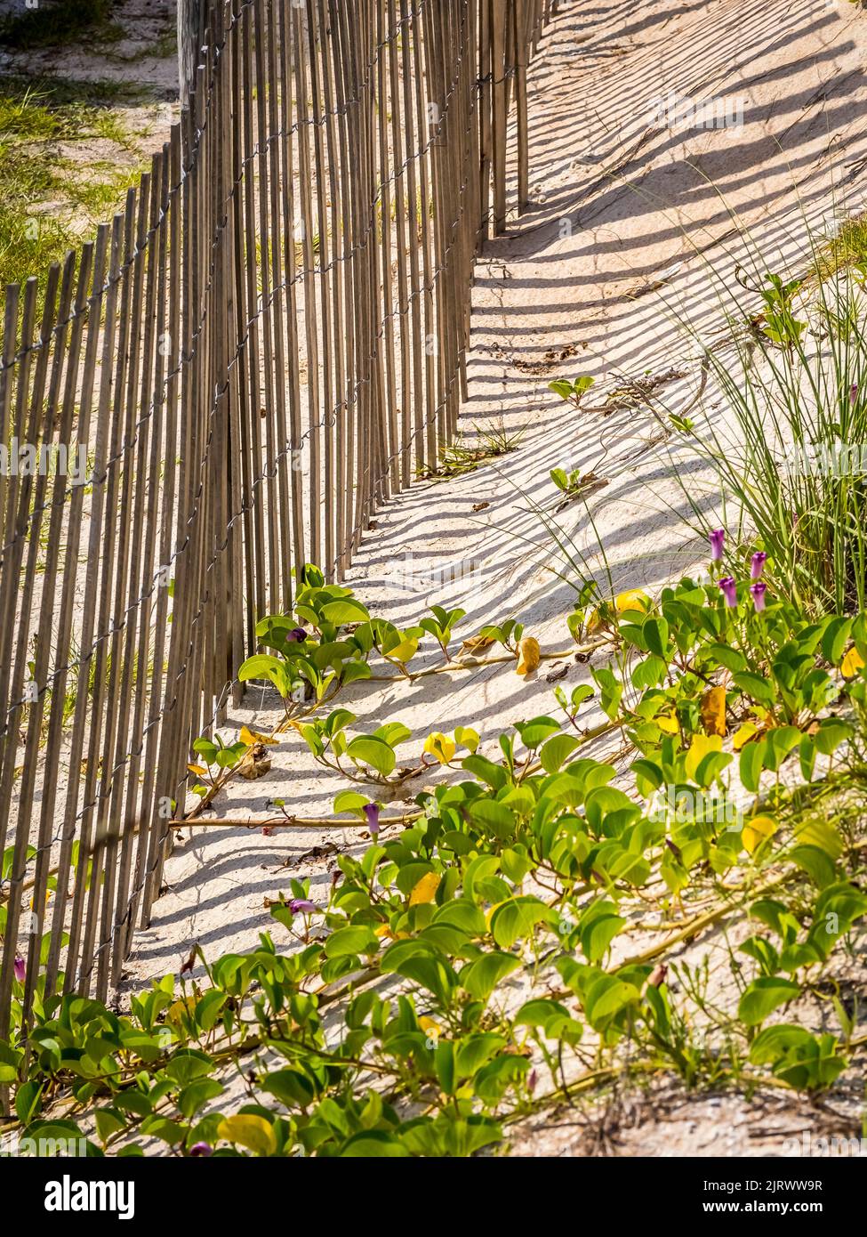 Schneezaun in Sanddünen am Strand des Atlantischen Ozeans im Washington Oaks Gardens State Park in Palm Coast Florida USA Stockfoto