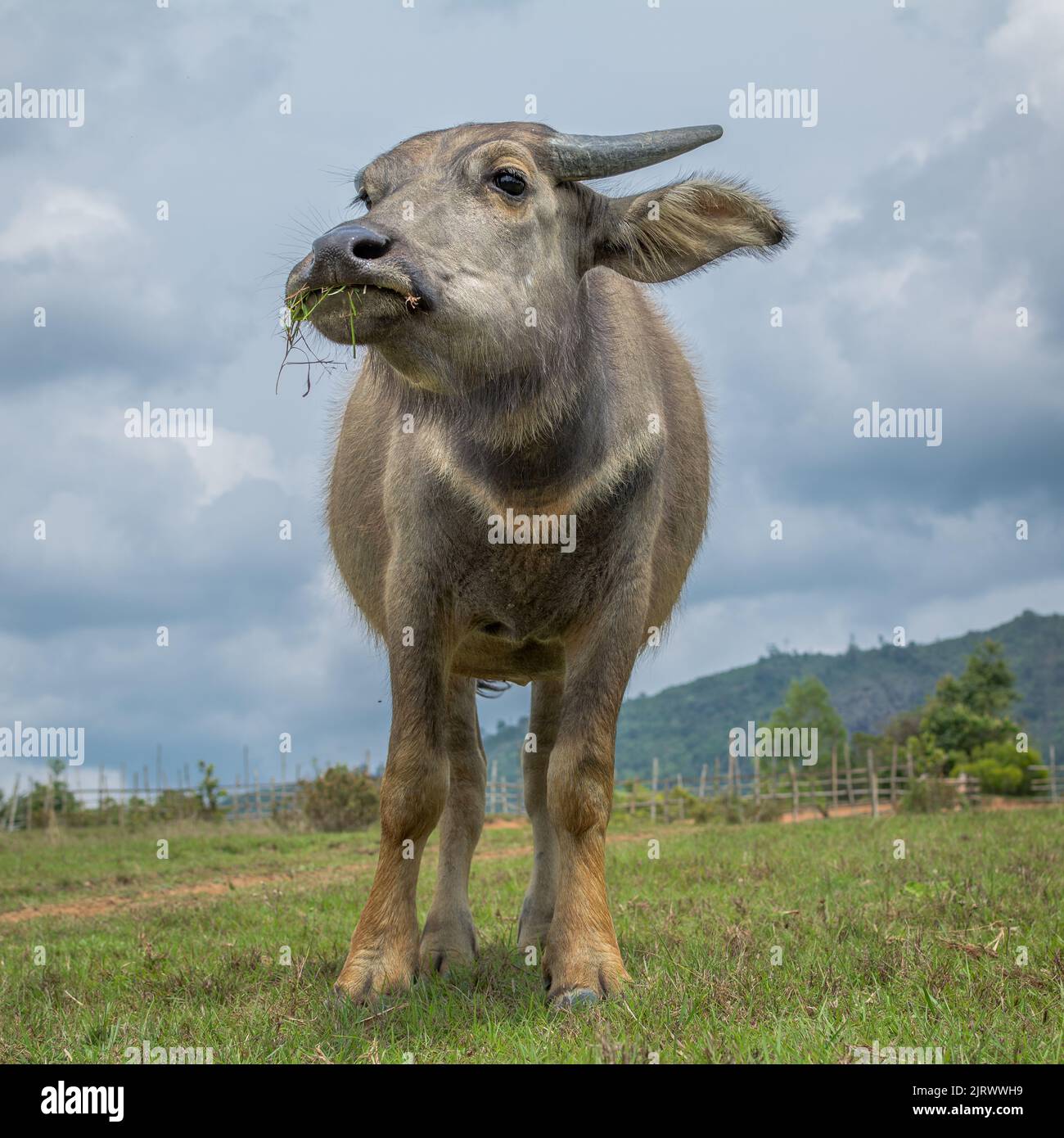 Kuhfressende Gras aus tiefem Winkel mit Wolken und Natur Stockfoto