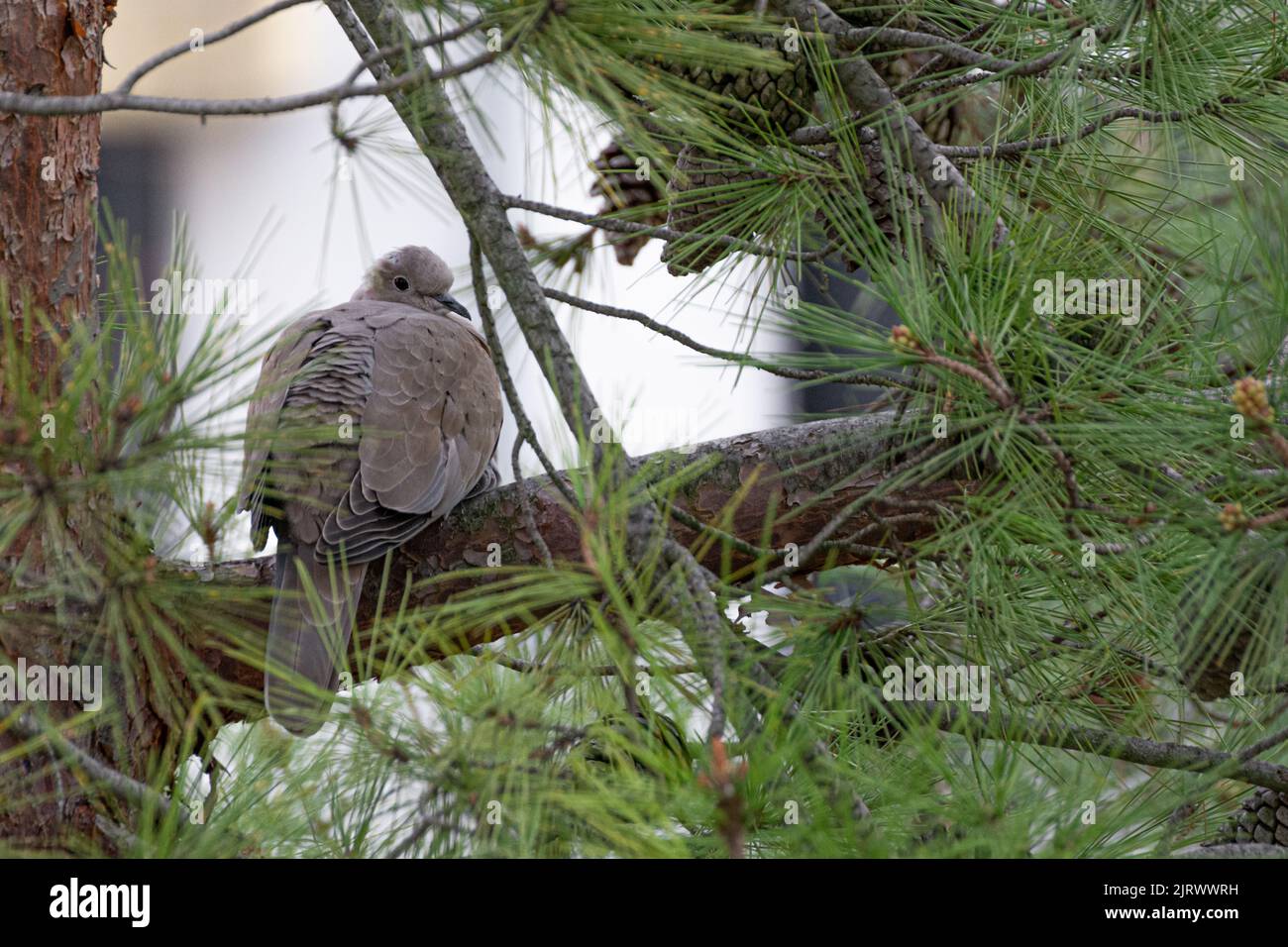 Eurasische Halstaube (Streptopelia decaocto) zwischen Kiefernästen Stockfoto