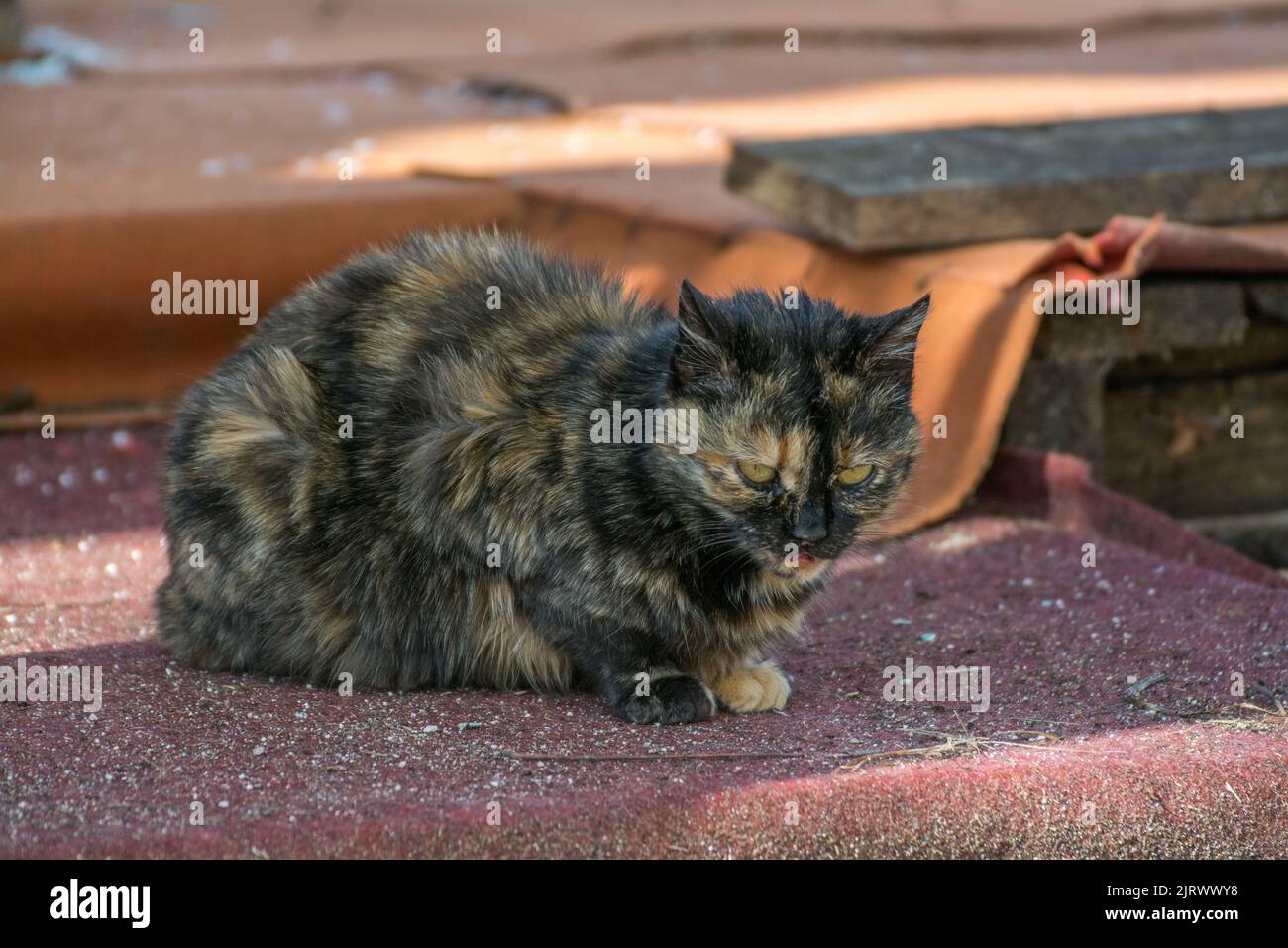Goldene und schwarze Katze mit gelben Augen auf rotem Grund Stockfoto