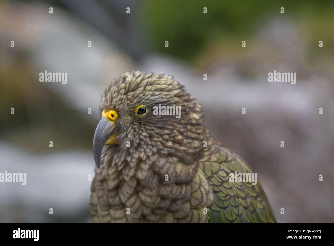 Porträt-Nahaufnahme eines Kea-Papagei-Bergvogels, der nur in Neuseeland lebt Stockfoto