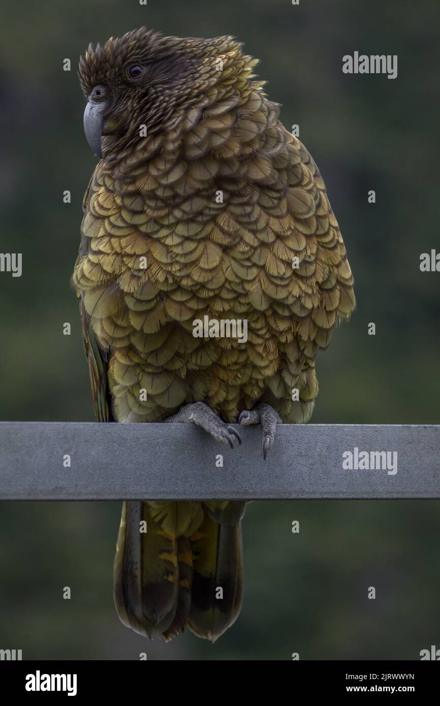 Kea-Papageienvögel aus Neuseeland mit geneigtem Kopf, der auf der Stange steht Stockfoto