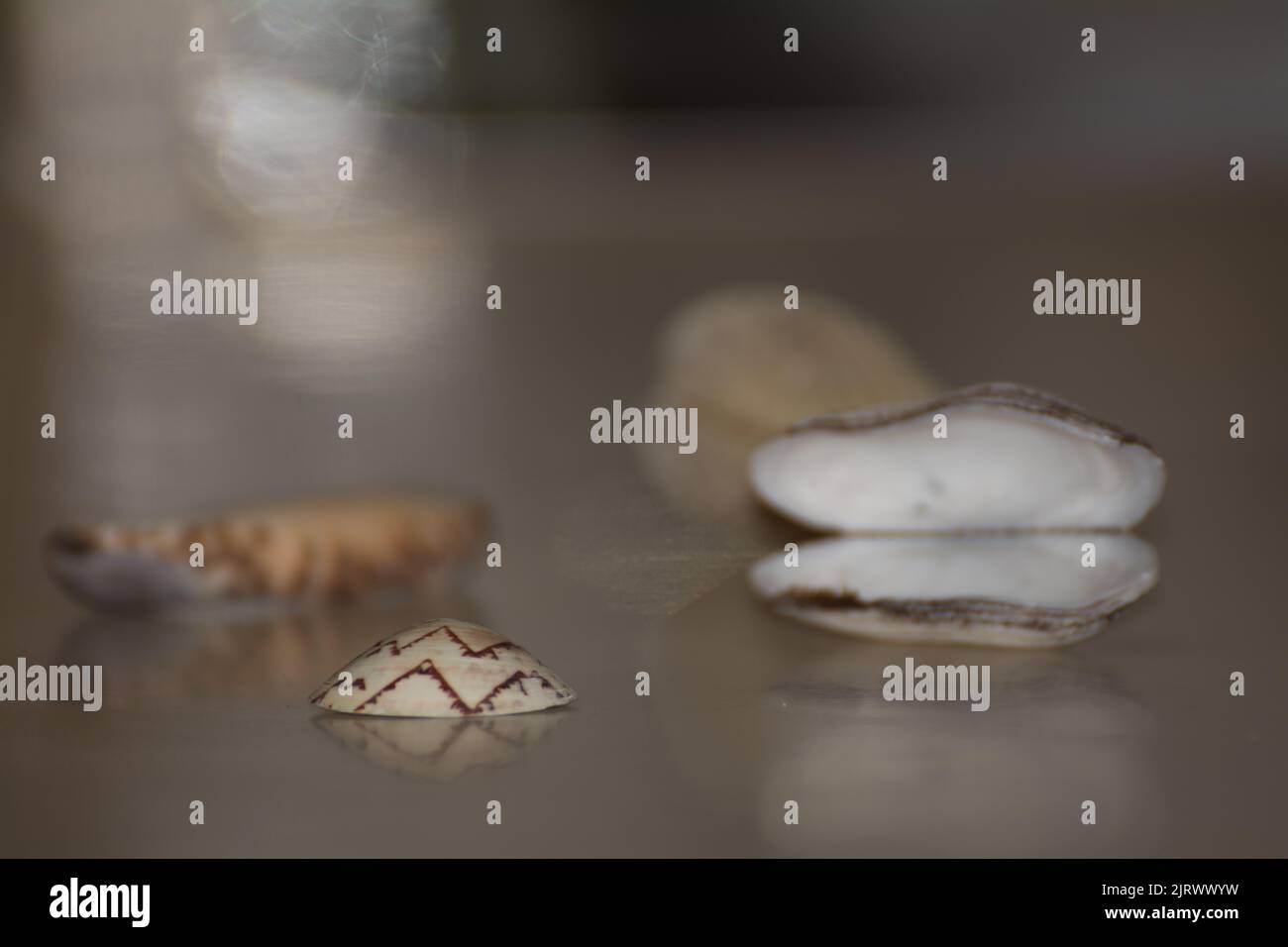 Verschiedene Muscheln Nahaufnahme mit weichem Bokeh Hintergrund Stockfoto