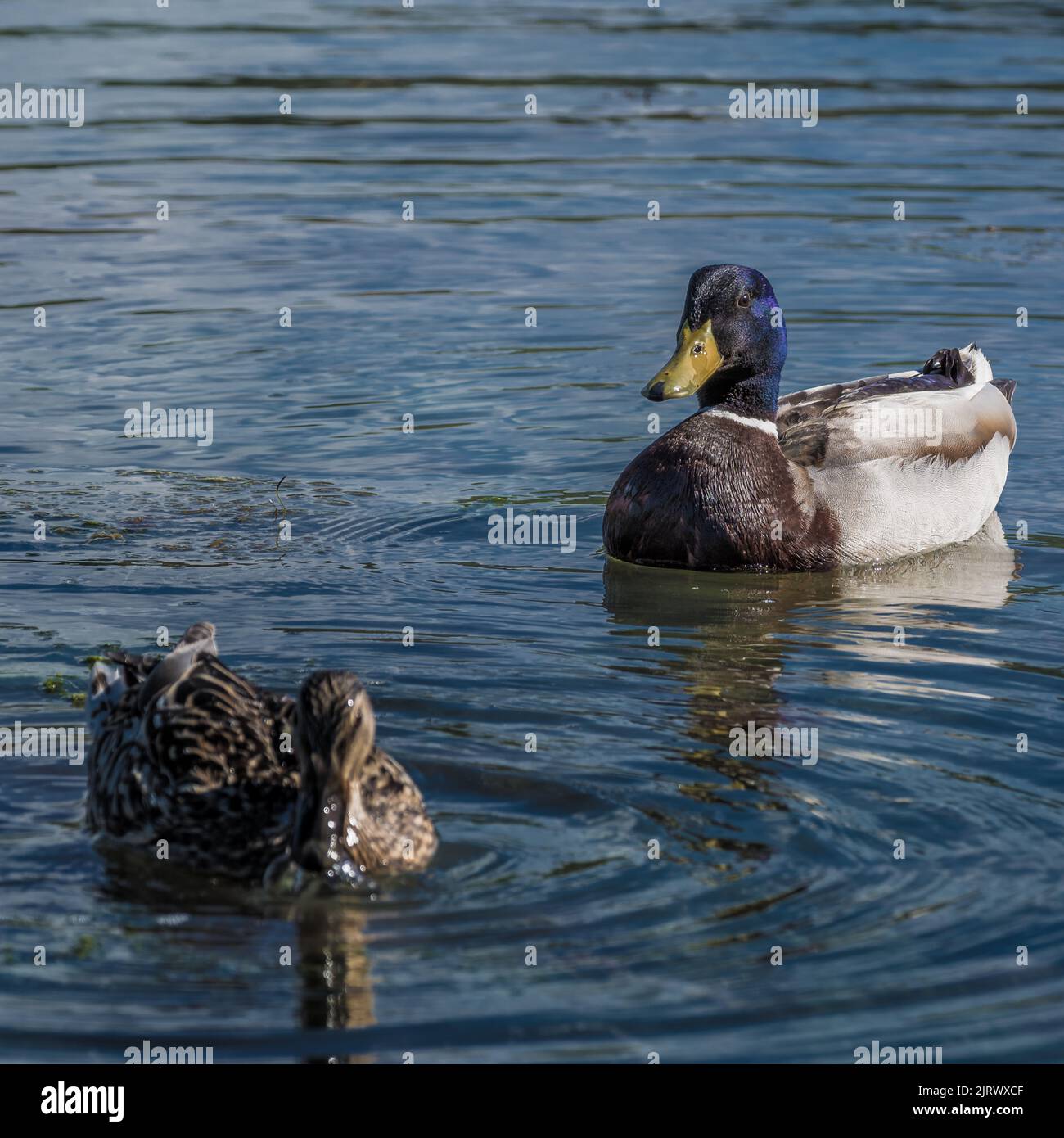 Zwei Enten schwimmen auf dem Wasser am See Mladost, Veles, Mazedonien Stockfoto