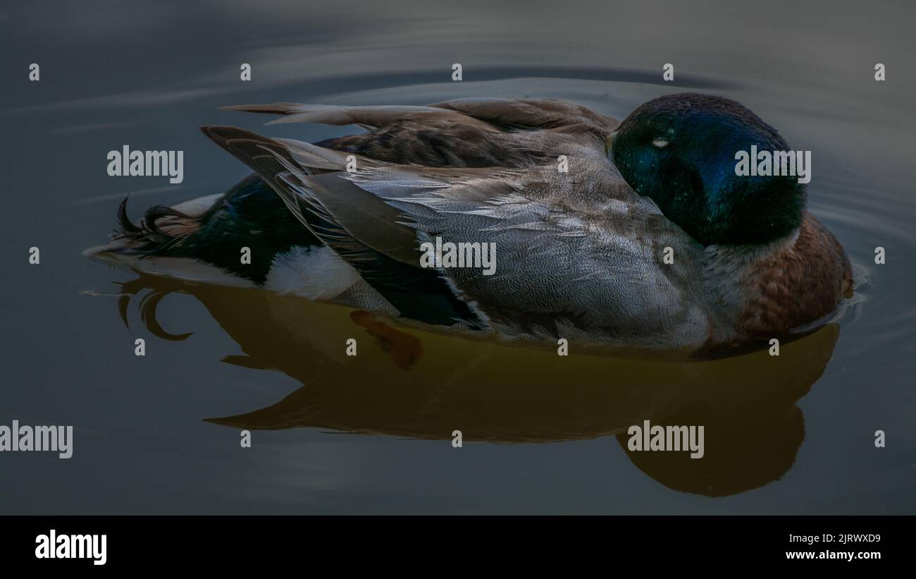 Ente schläft auf Wasser mit Kopf nach hinten und Schnabel unter Gefieder mit Wasserspiegelung Stockfoto