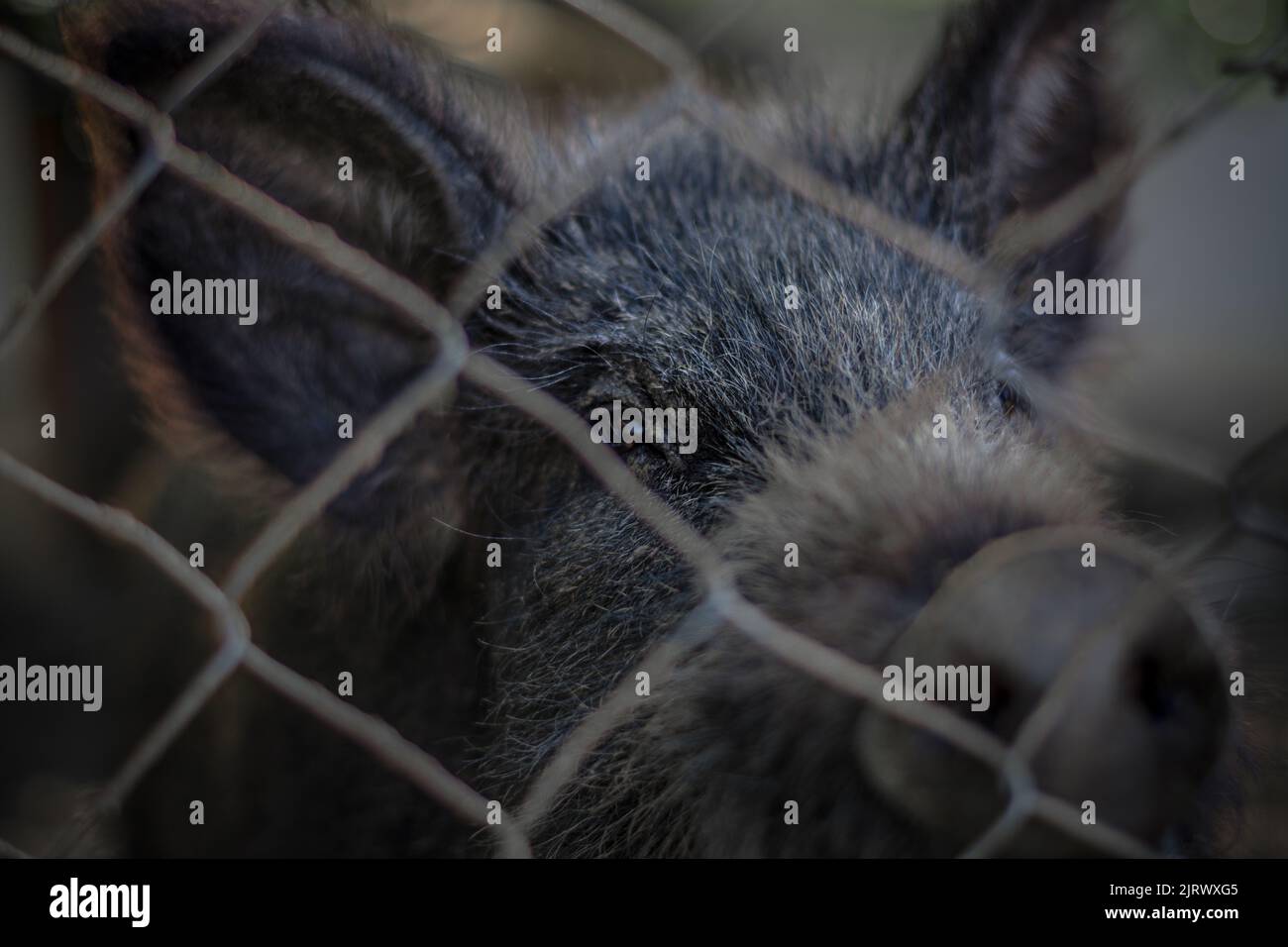 Schwarze Farbe Schwein Nahaufnahme auf Auge hinter Maschendrahtzaun Stockfoto