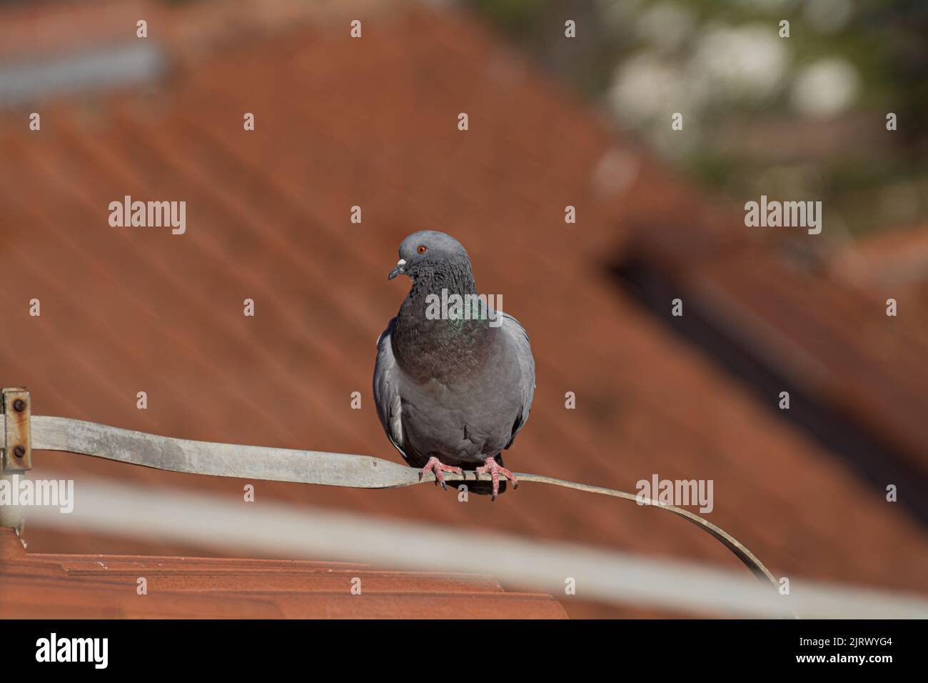 Taube mit Dach im Hintergrund, seitlich nach links Stockfoto
