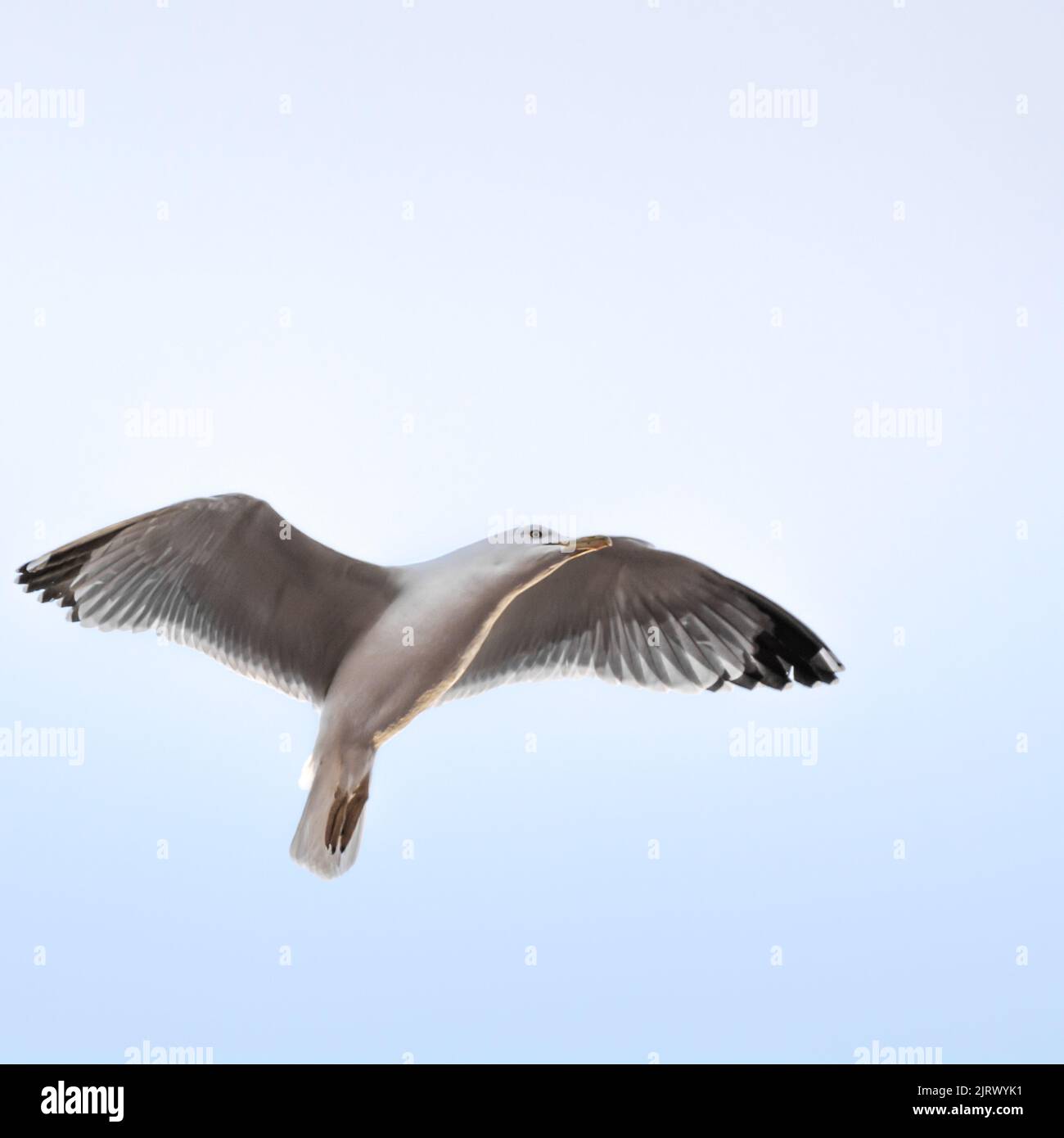 Seagull Low-Angle-Ansicht mit ausgebreiteten Flügeln Stockfoto