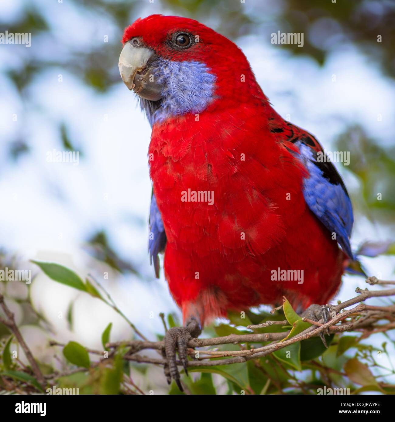 Karmesinroter Rosella-Papagei auf dem Stockfoto des Zweiges Stockfoto