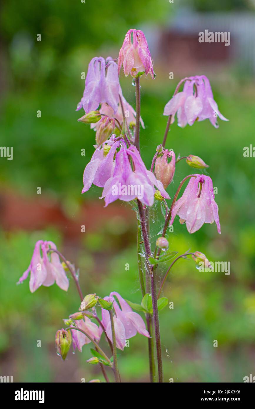 Rosa Säulenblüten wunderschön auf dem Rasen Stockfoto
