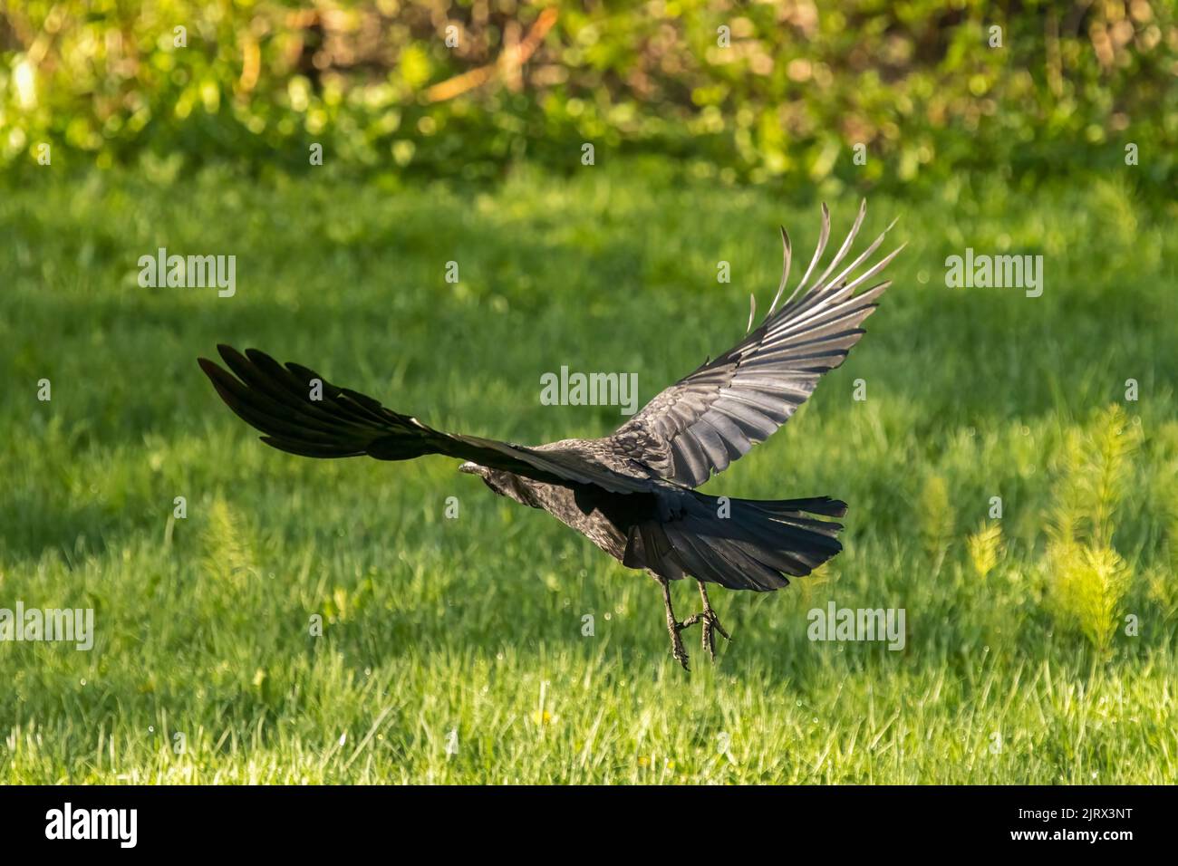 Die Natur am Arbeitsplatz Stockfoto