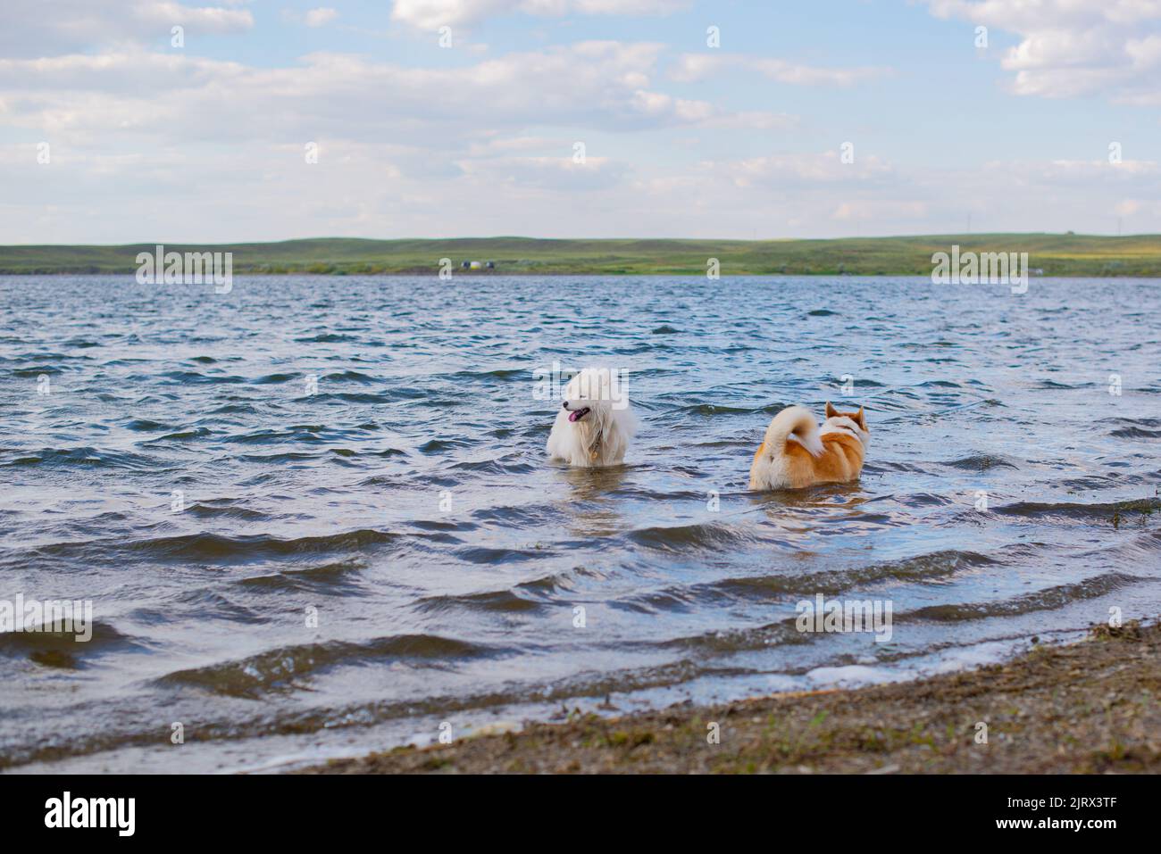 Zwei reinrassige Hunde baden im Fluss Stockfoto