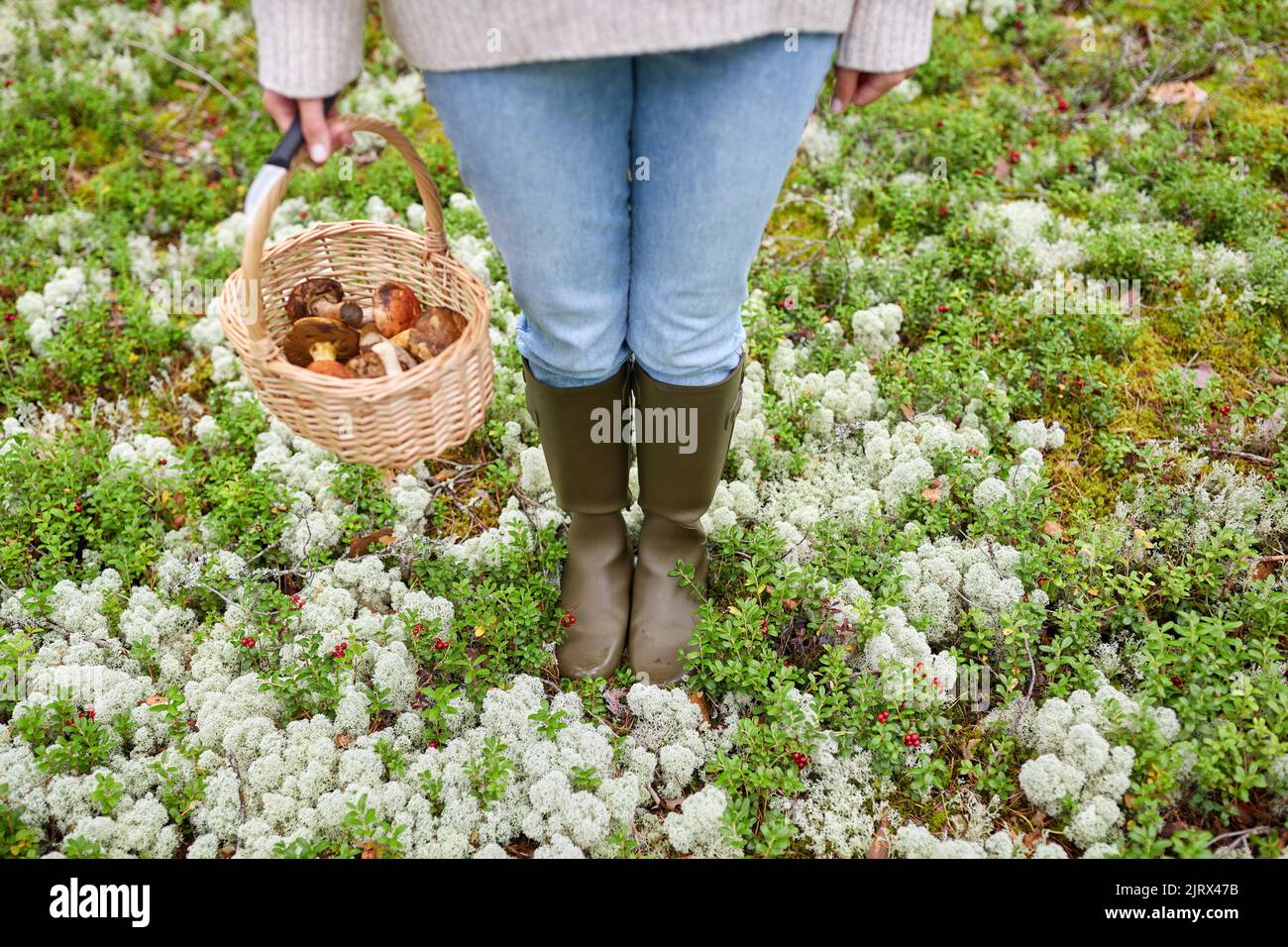 Frau mit Korb Pilze im Wald Stockfoto