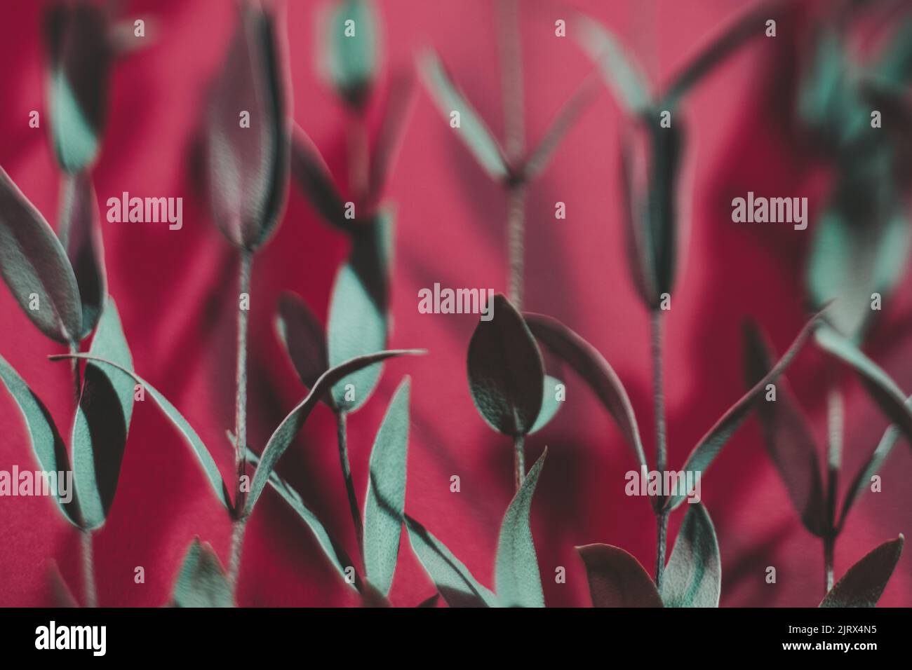 Defokussierte Pflanze Muster Hintergrund grün Stamm rot Stockfoto