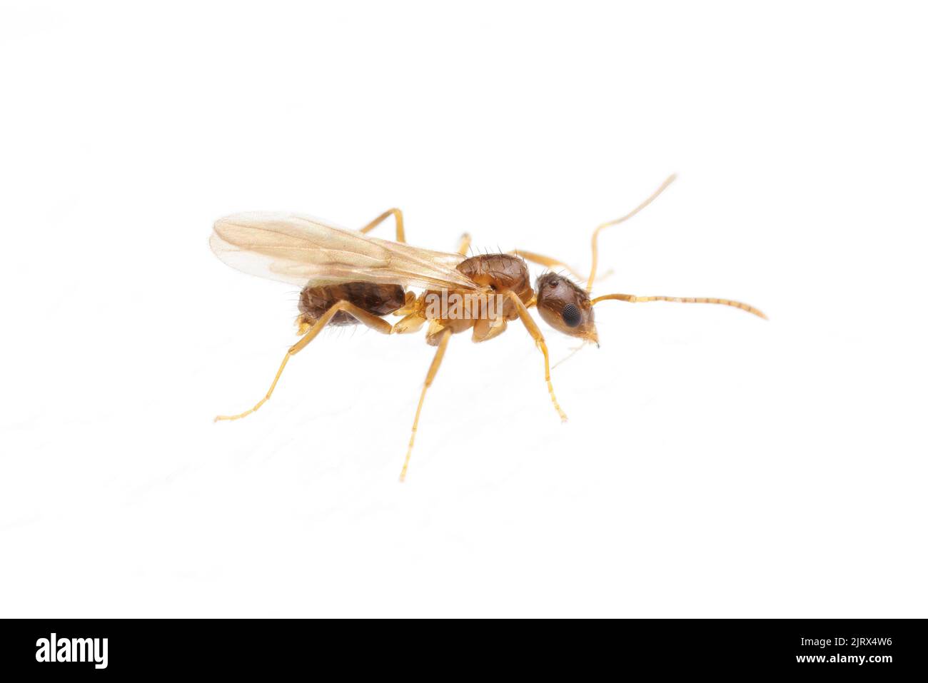 Ein Männchen (Nylanderia sp.) während eines Hochzeitsfluges, isoliert auf weißem Hintergrund. Stockfoto