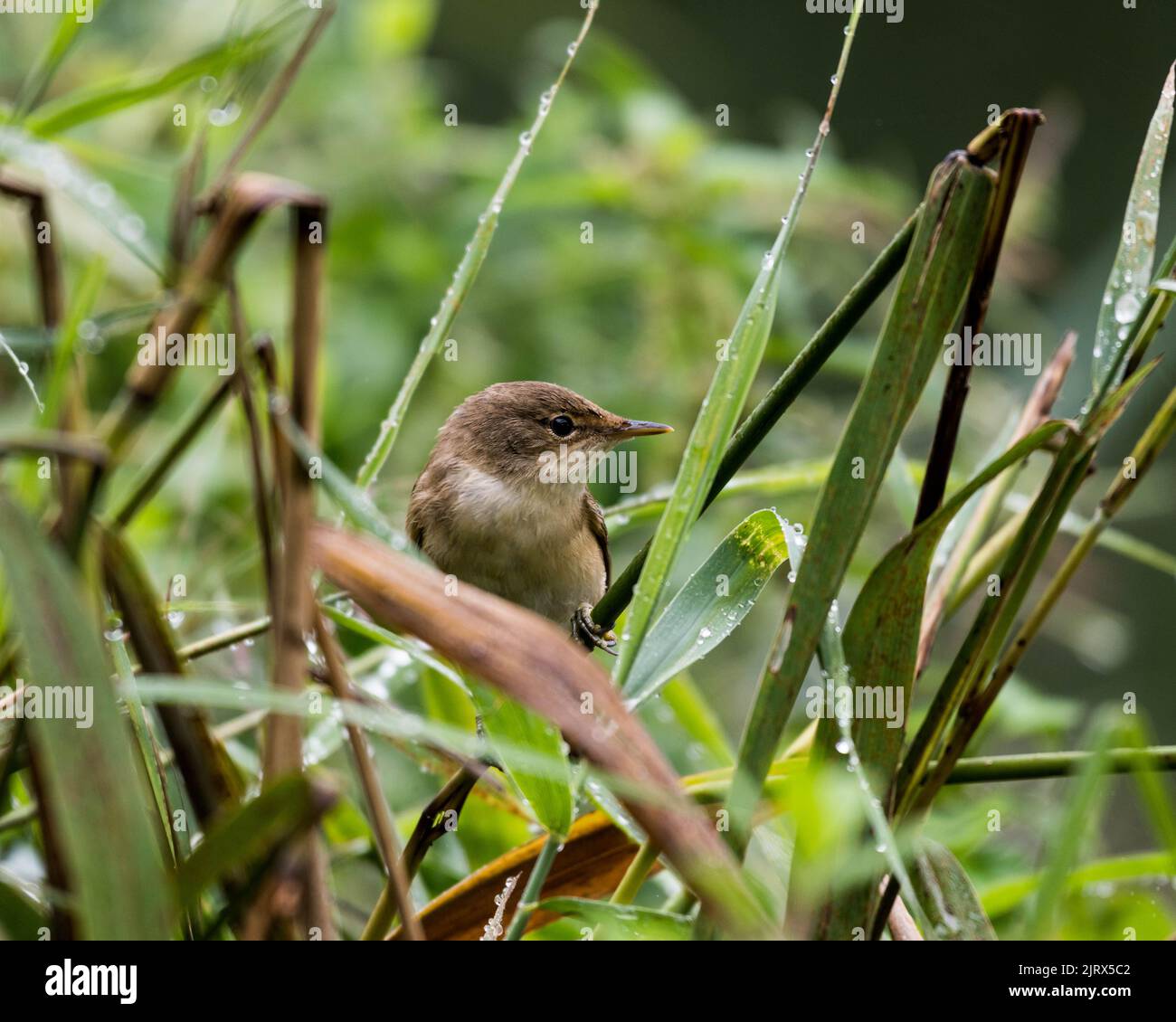 Ein Rohrsänger bei Magor Marsh in Südwales, großbritannien. Stockfoto