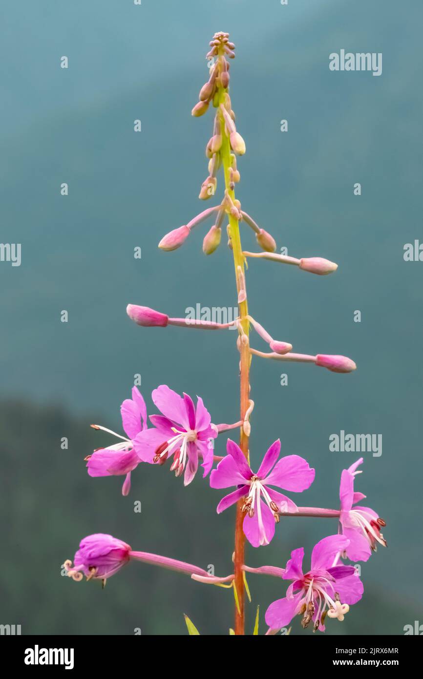 Feuerkraut, Chamaenerion angustifolium, blühend in den Cascade Mountains, Mt. Baker-Snoqualmie National Forest, Staat Washington, USA Stockfoto