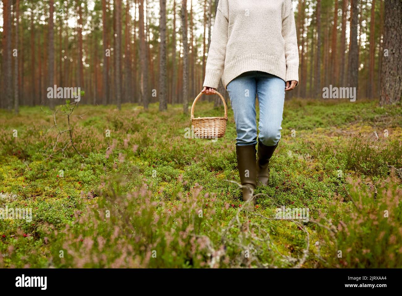 Frau mit Korb Pilze im Wald Stockfoto