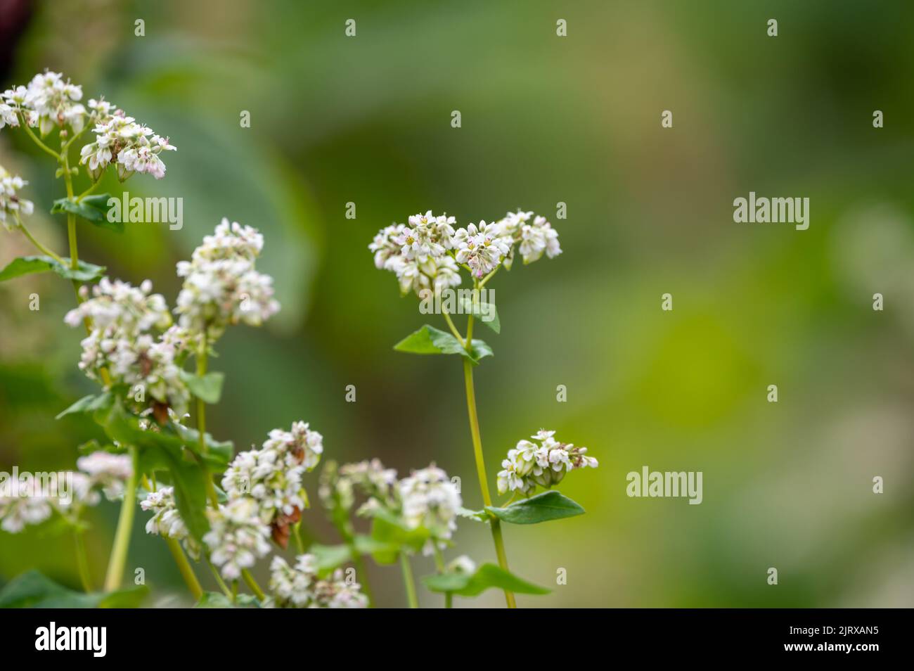 Sommerblüte von fagopyrum esculentum oder Buchweizen essbare Pflanze, gesunde vegetarische Nahrung Stockfoto