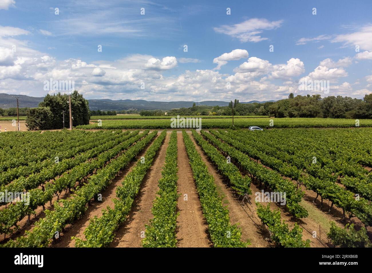 Reihen von grünen Weinreben, die auf Kieselsteinen auf Weinbergen in der Nähe der Dörfer Lacoste und Bonnieux in Luberon, Provence, Frankreich wachsen Stockfoto