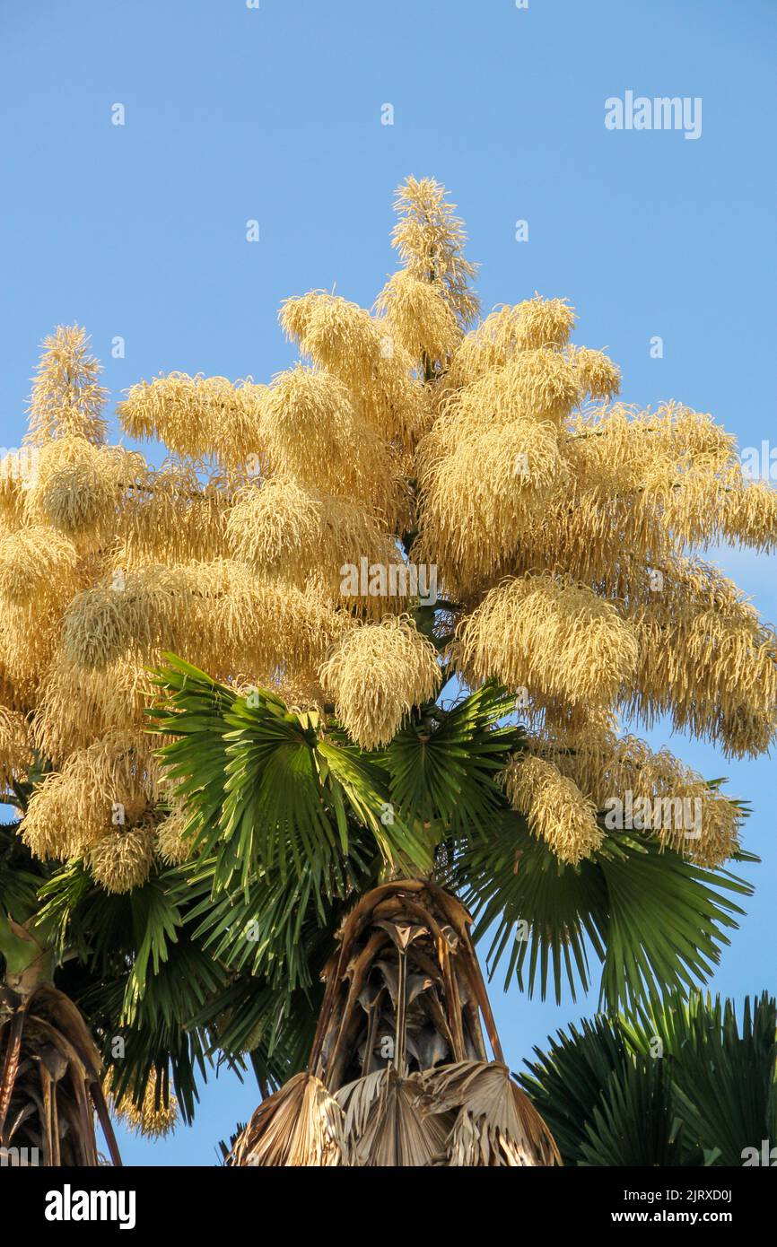 Blüte von Palme Talipot (Corypha umbraculifera) am Flamengo-Ufer in Rio de Janeiro Brasilien. Stockfoto