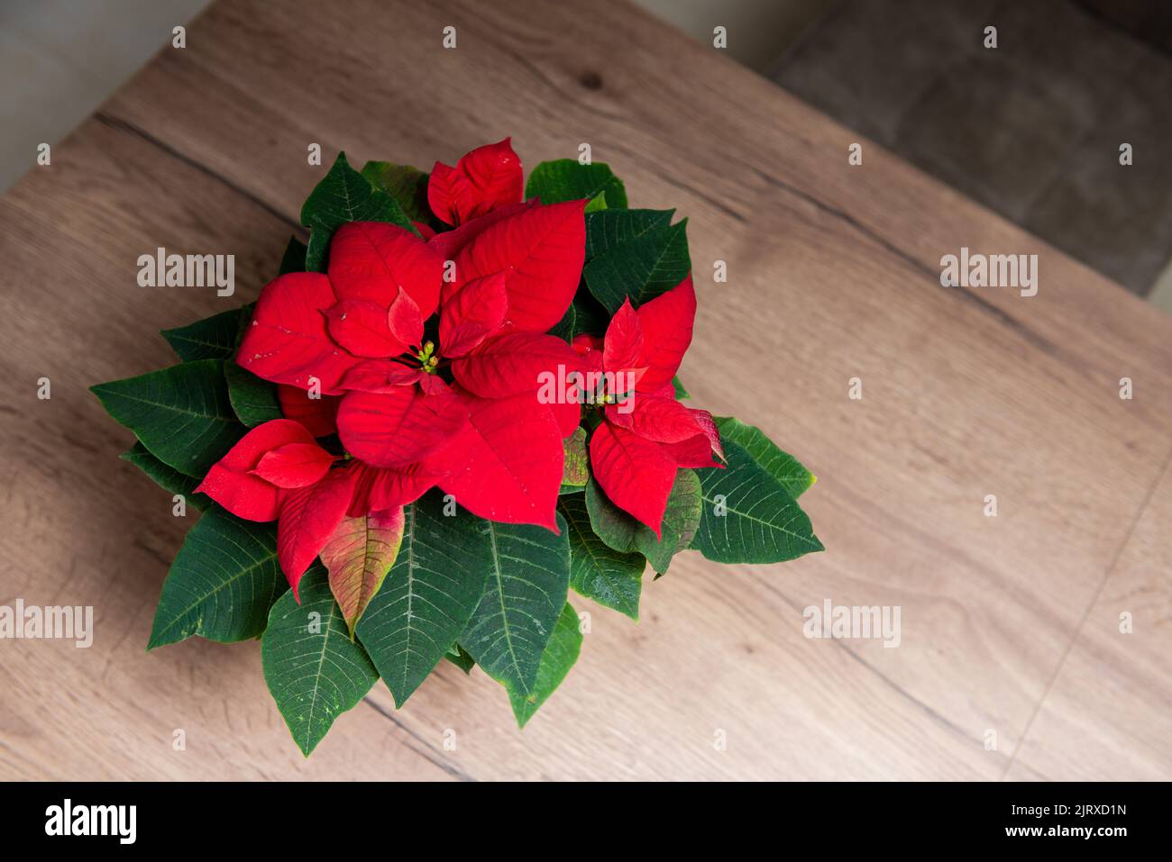 Schöne rote Weihnachtssterne mit mehr im Hintergrund Stockfoto