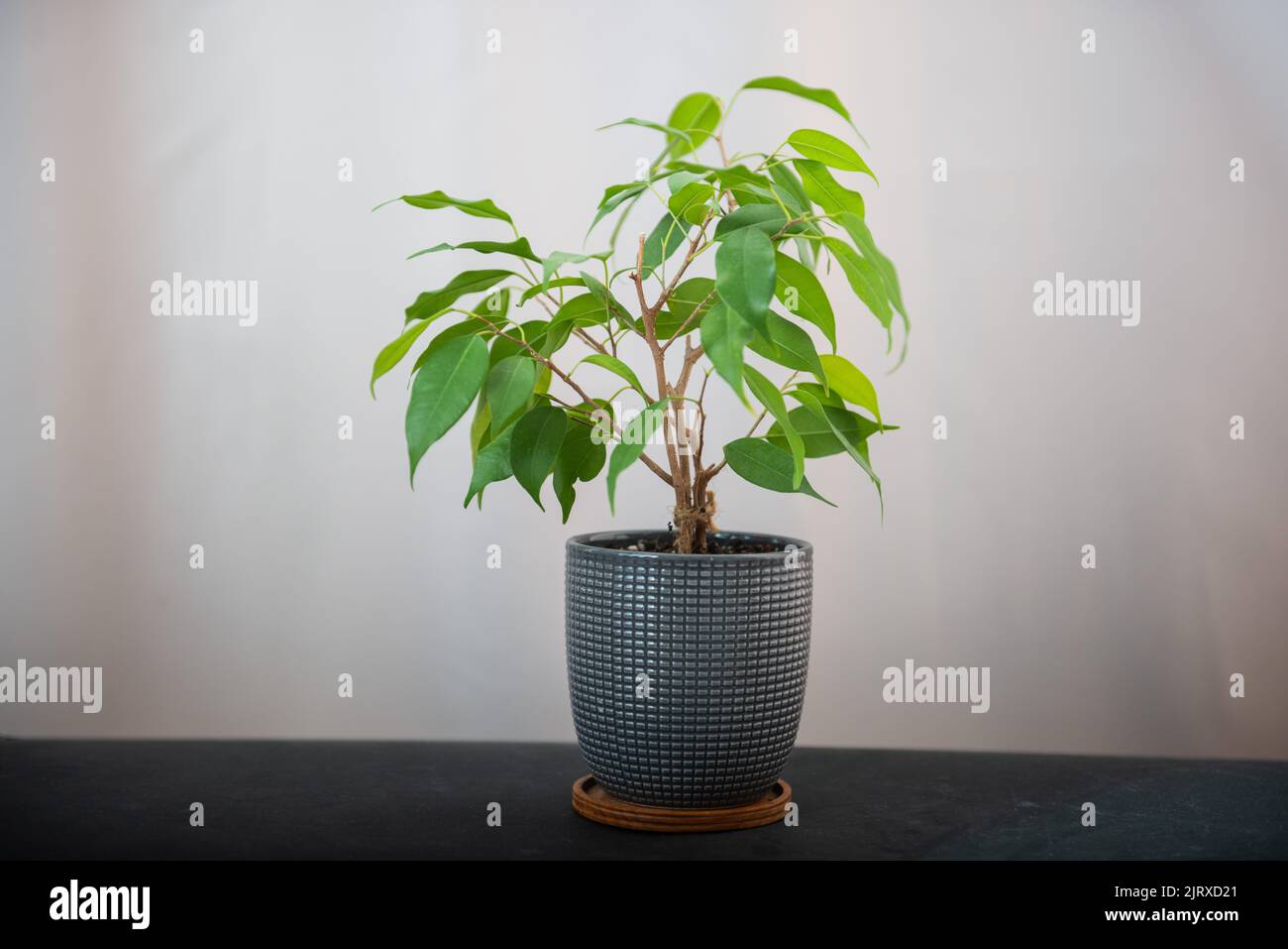 Pflanze in einem grauen Topf auf einem grauen Hintergrund Stockfoto