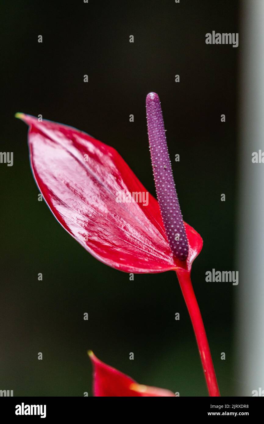 Anthurium ist eine botanische Gattung, die zur Familie der Araceae gehört, sehr häufig und in Gärten in Rio de Janeiro, Brasilien, gepflanzt. Stockfoto